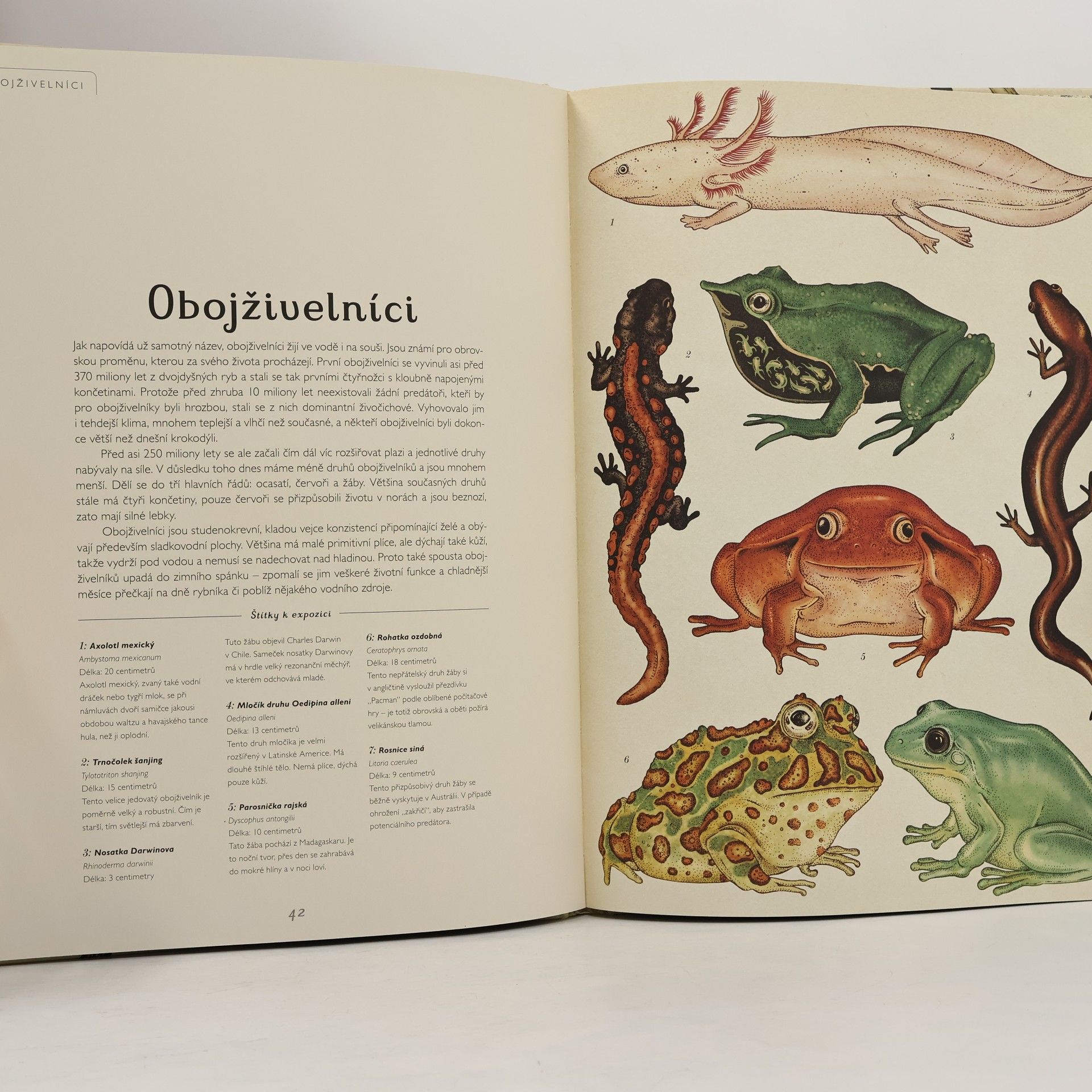 Katie Scott Animalium