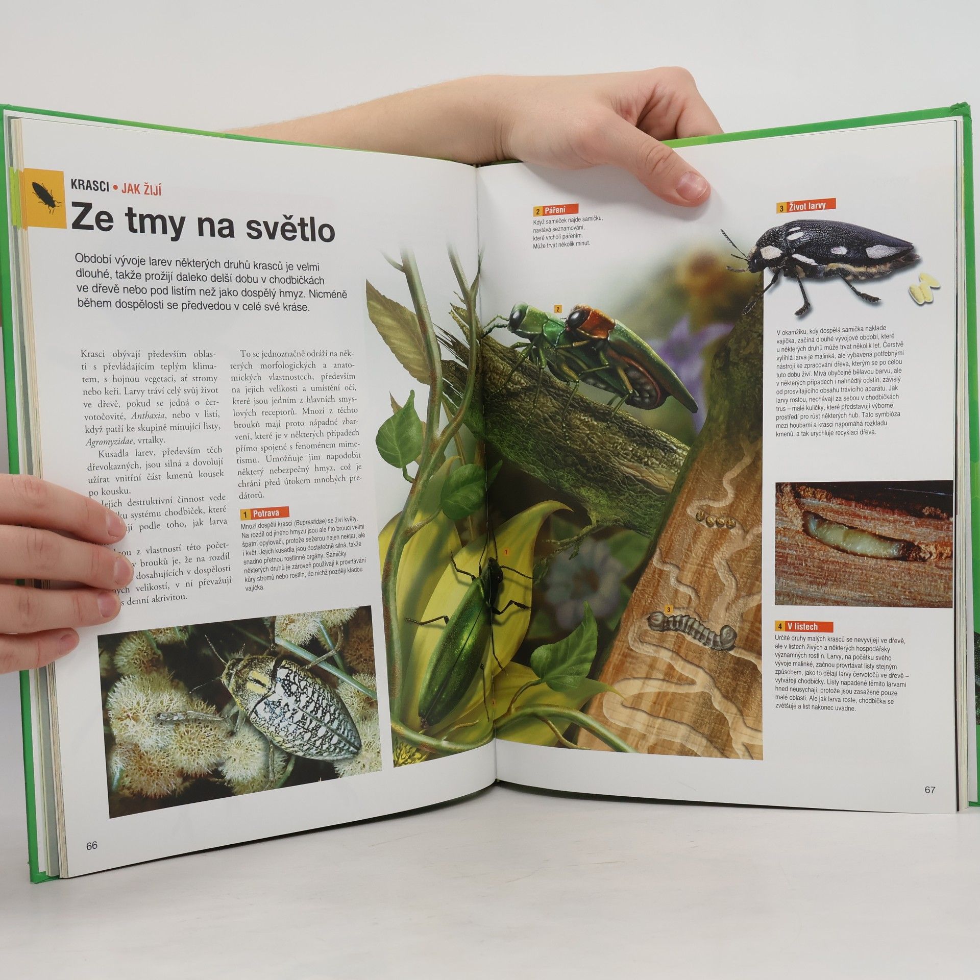 Lenka Jagošová Svět pavouků a hmyzu