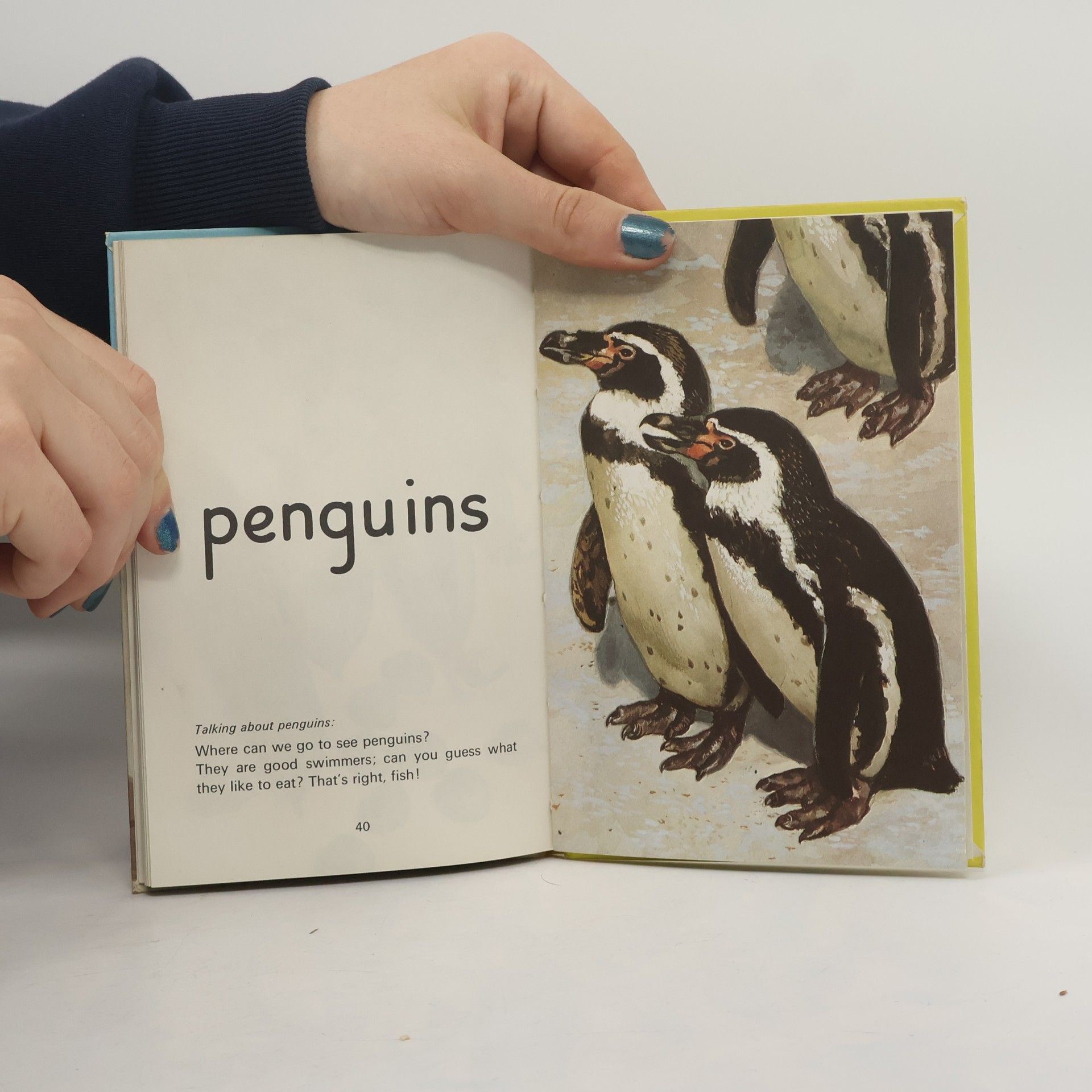harry Wingfield Ladybird - 5: Picture Book