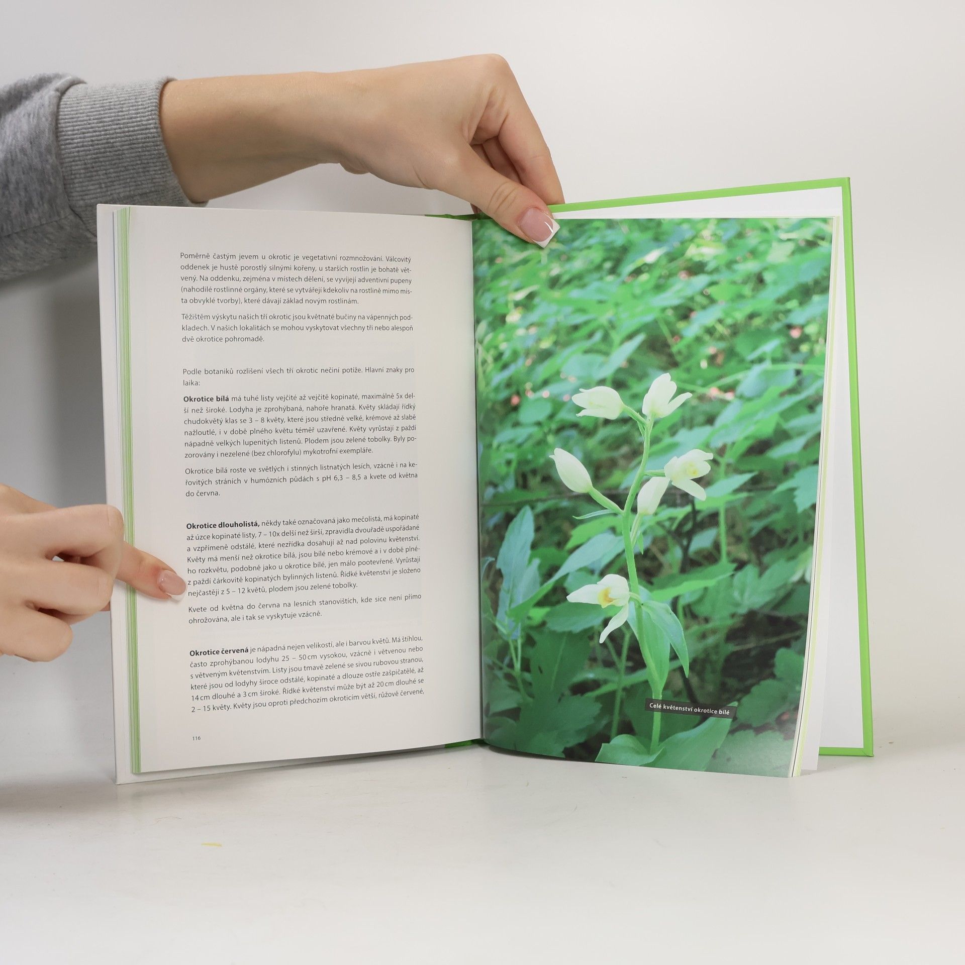 Božena Pospíšilová Tajemné orchideje