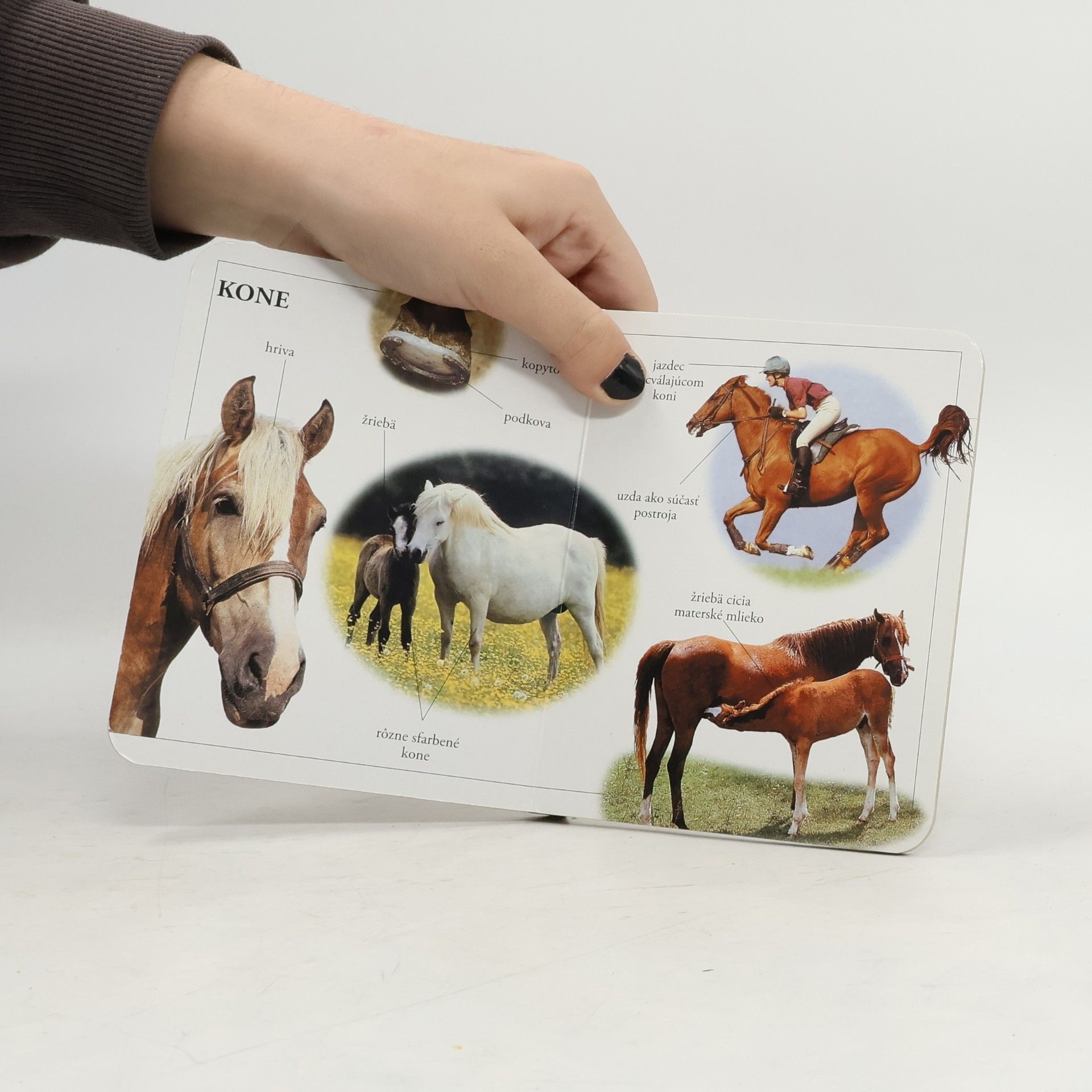Kolektív autorov Domáce zvieratká