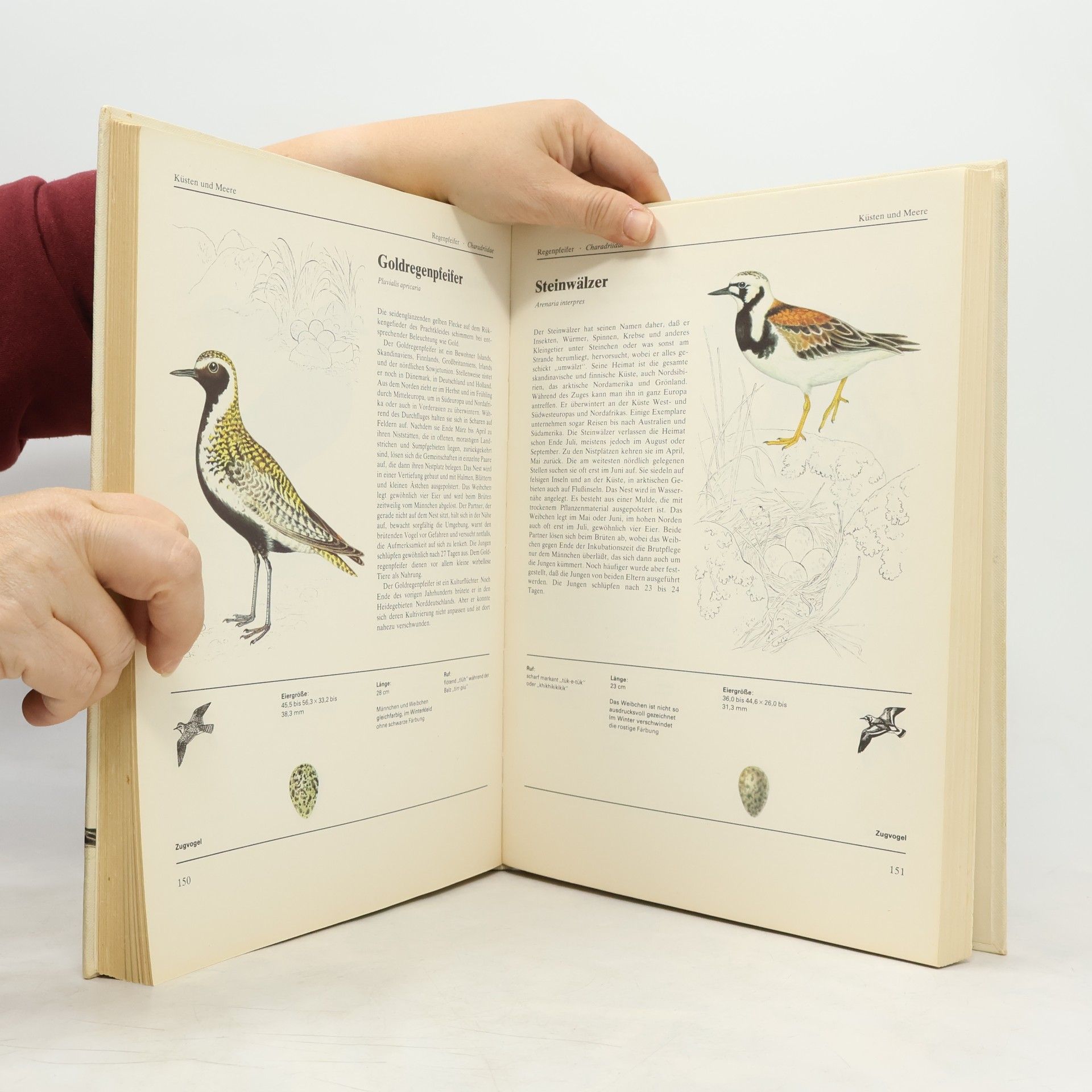 J. Felix Das Große Vogelbuch in Farbe