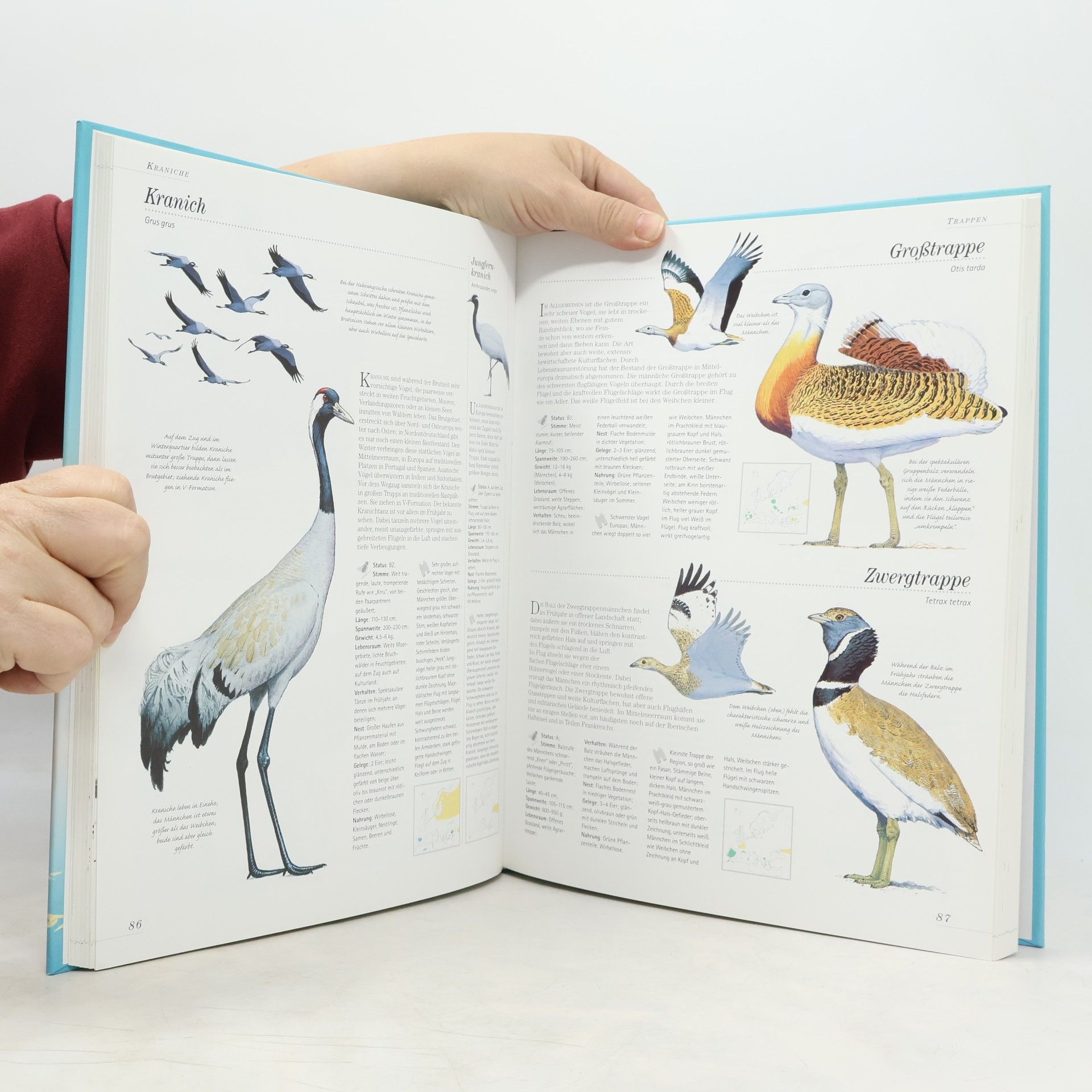 Paul Sterry Enzyklopädie der europäischen Vogelwelt
