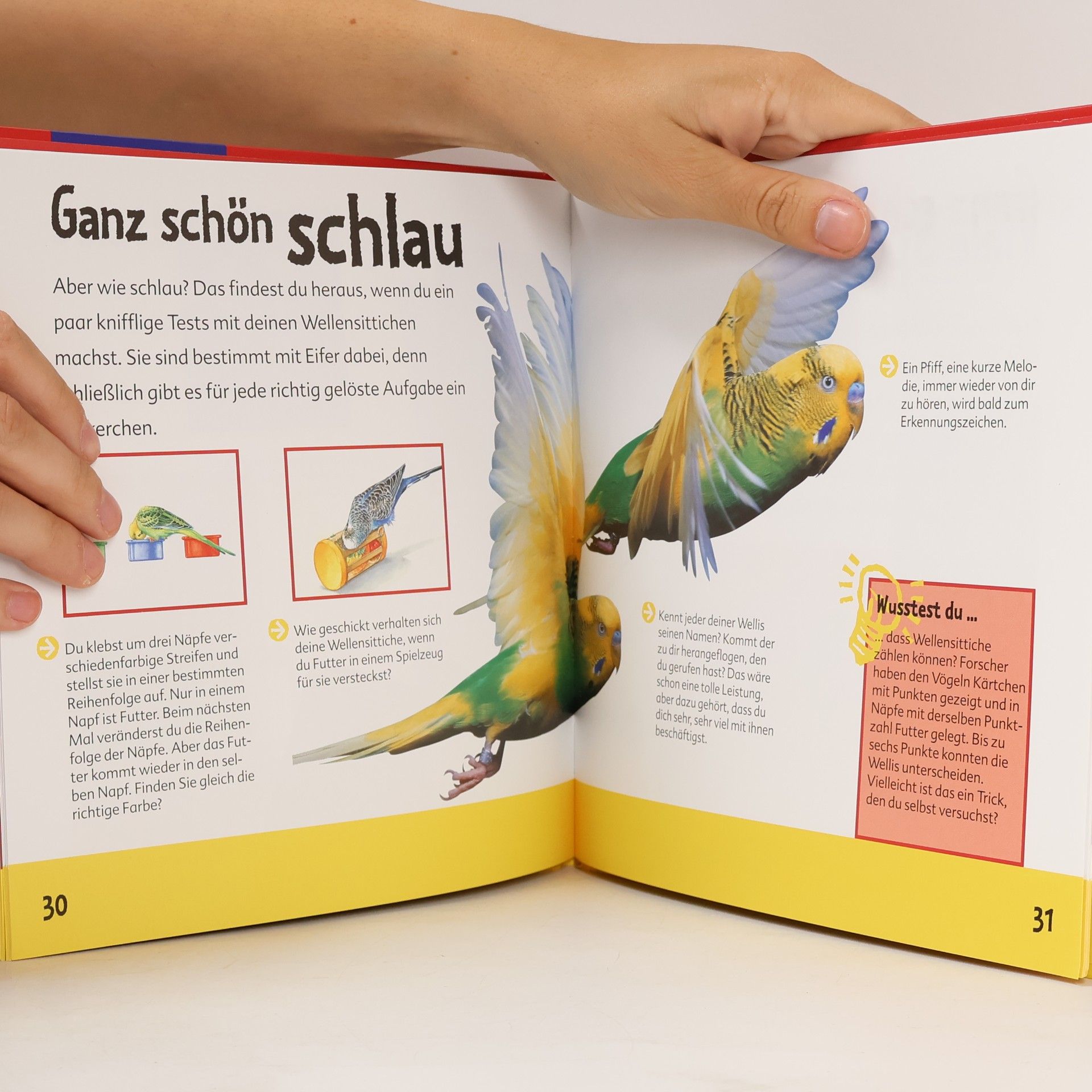 Claudia Toll Deine Wellensittiche