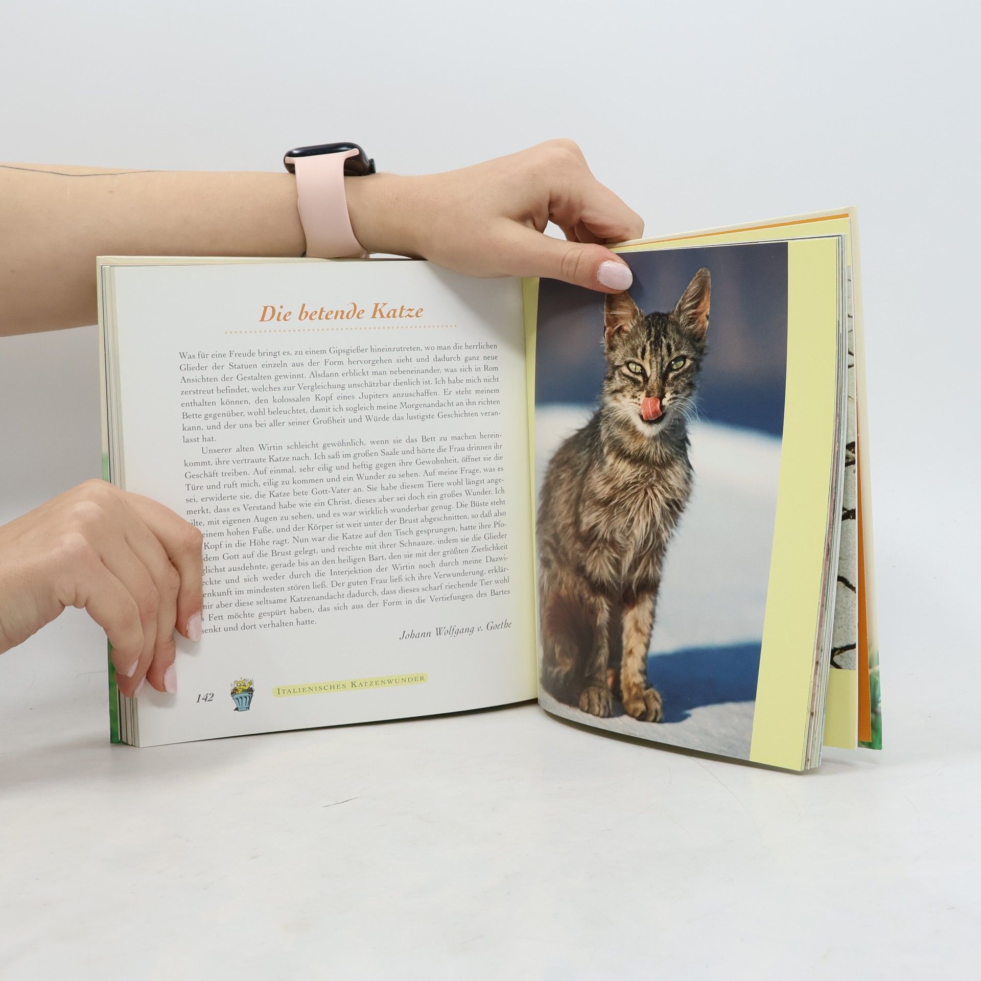 Monika Auberger Heißgeliebte Schmusekatzen