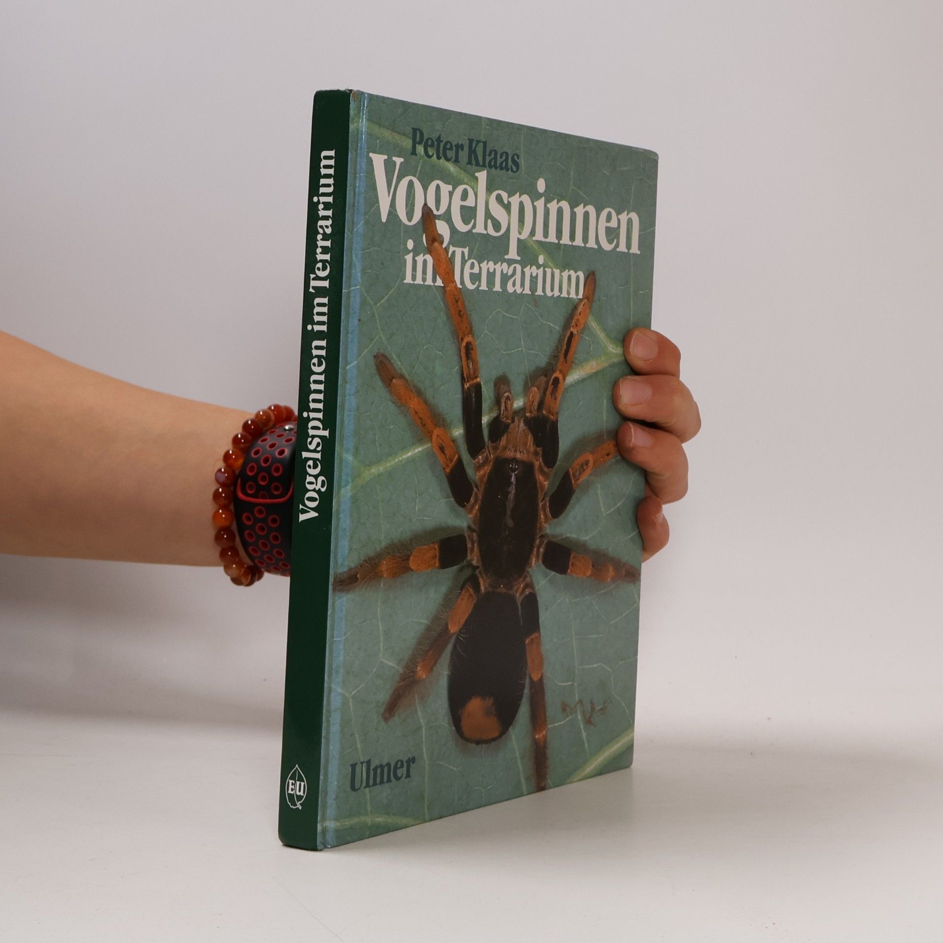 Vogelspinnen im Terrarium