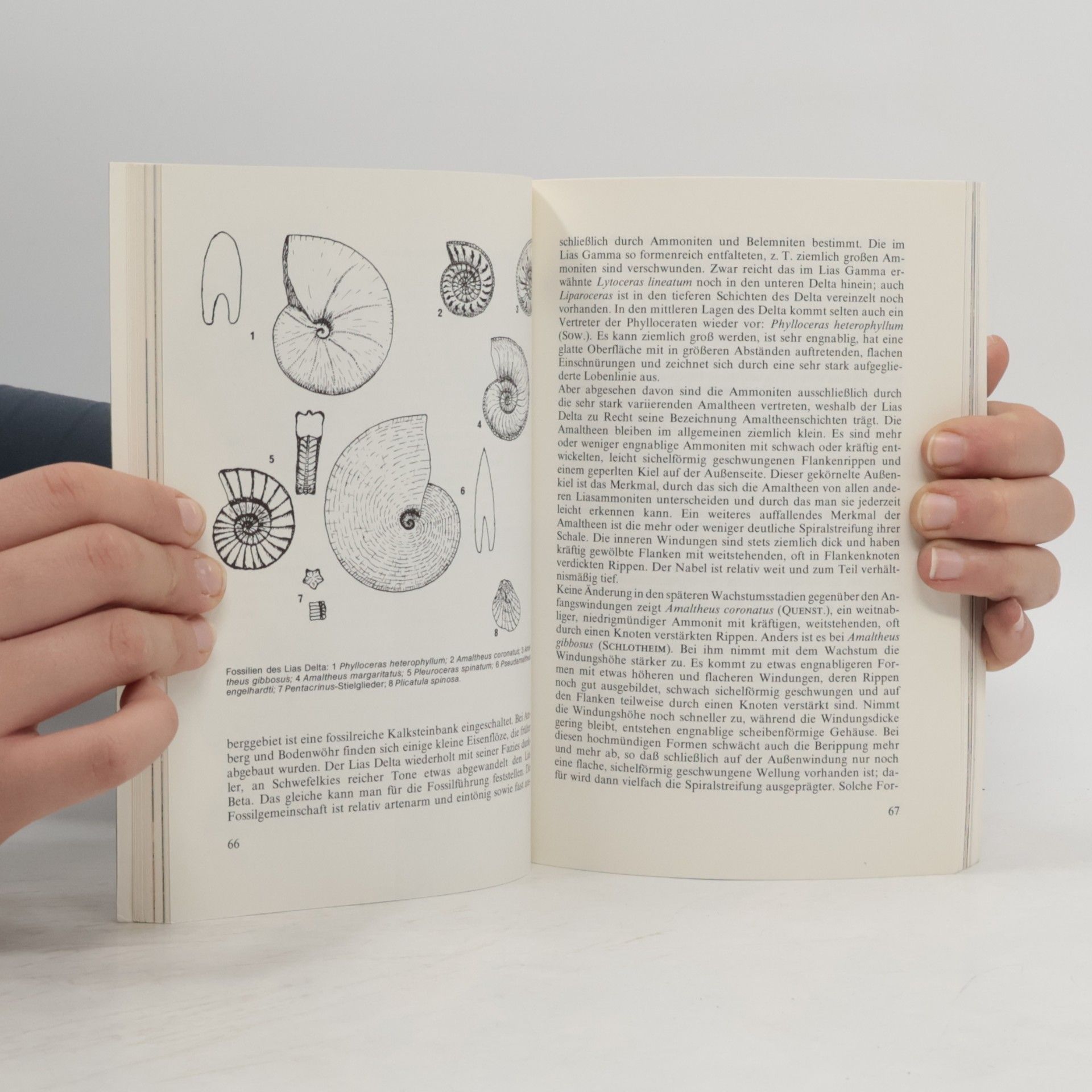 Karl Beurlen Die Alb und ihre Fossilien