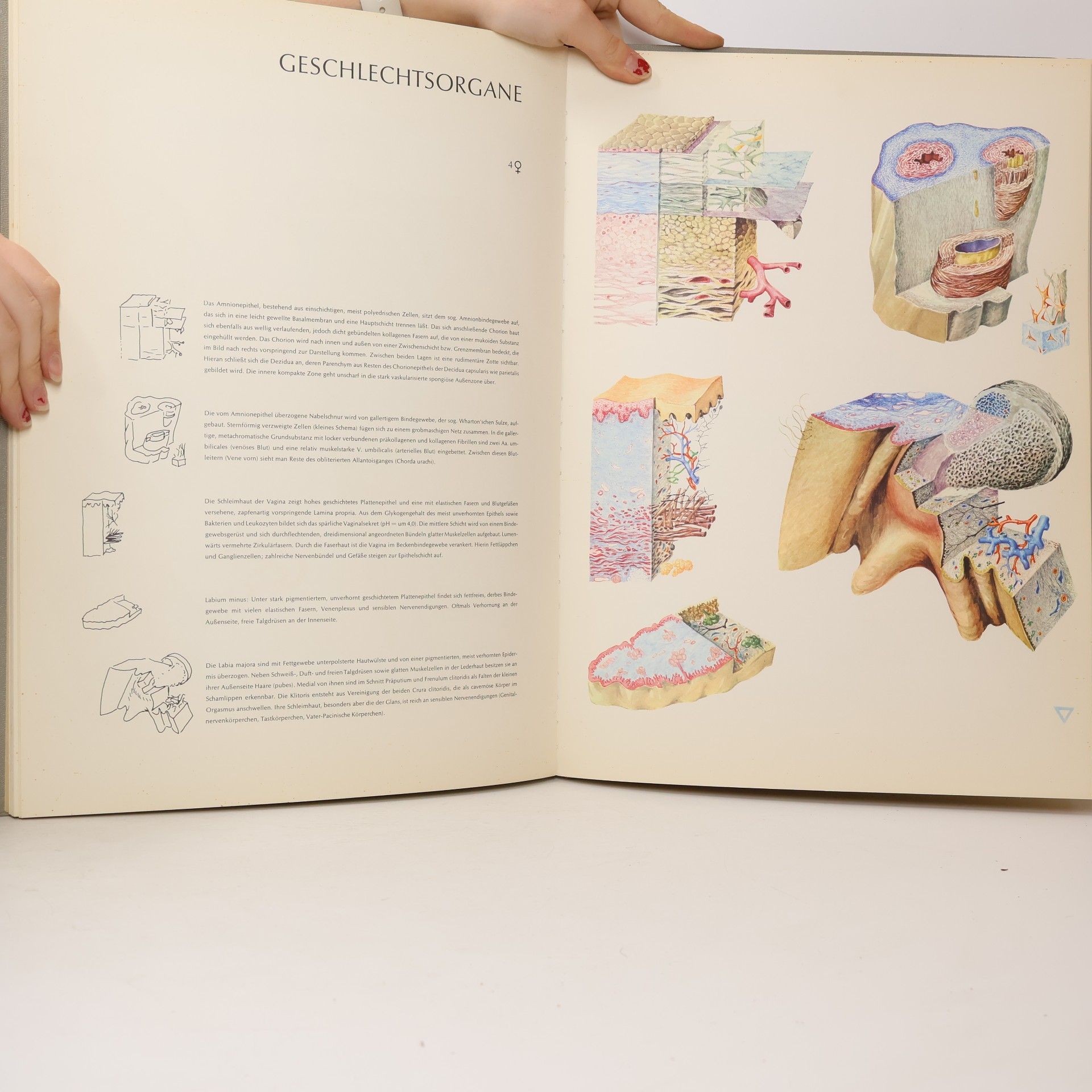 Roman Hippéli PLASTISCHE HISTOLOGIE