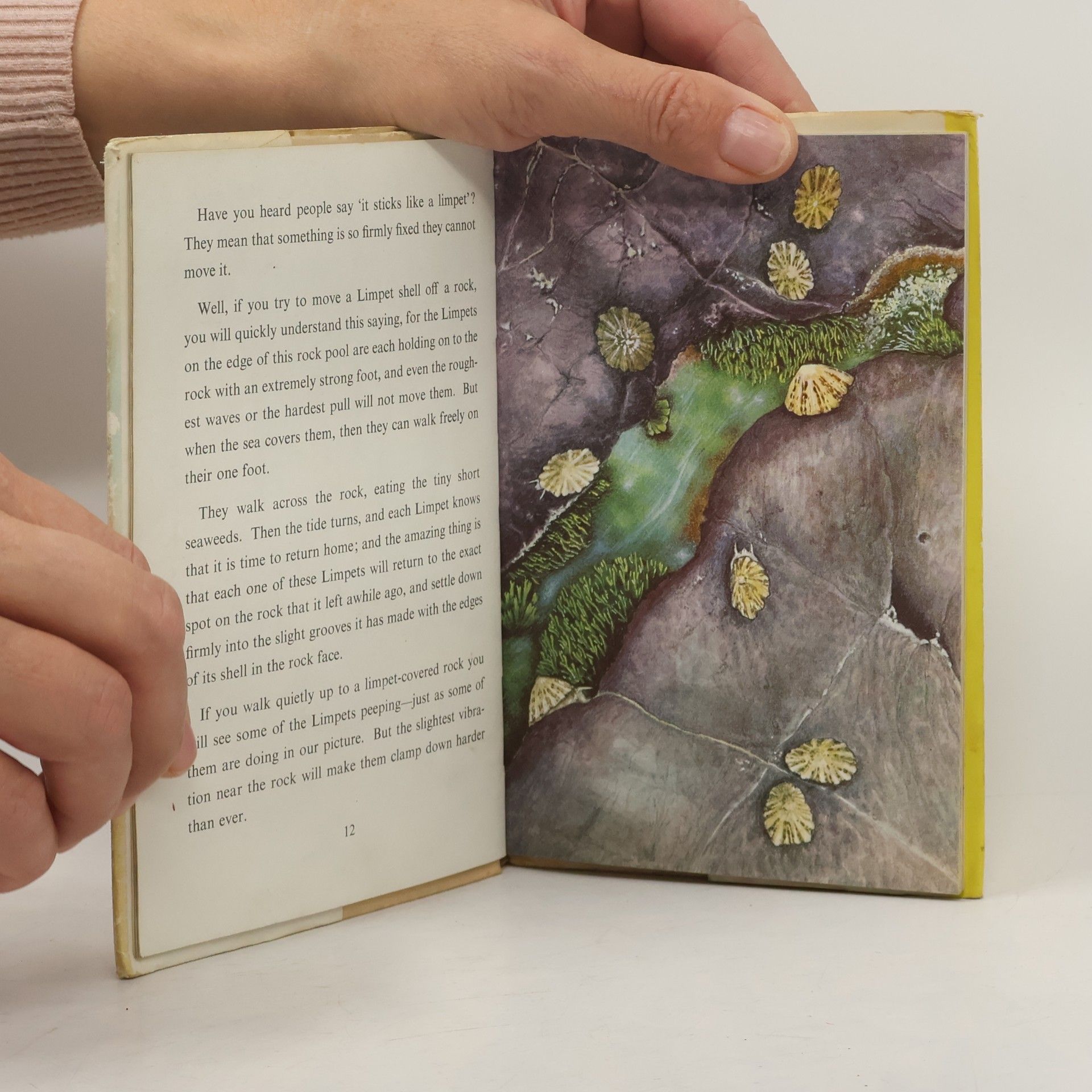 Nancy Scott The Ladybird Book of THE SEASHORE and Seashore Life