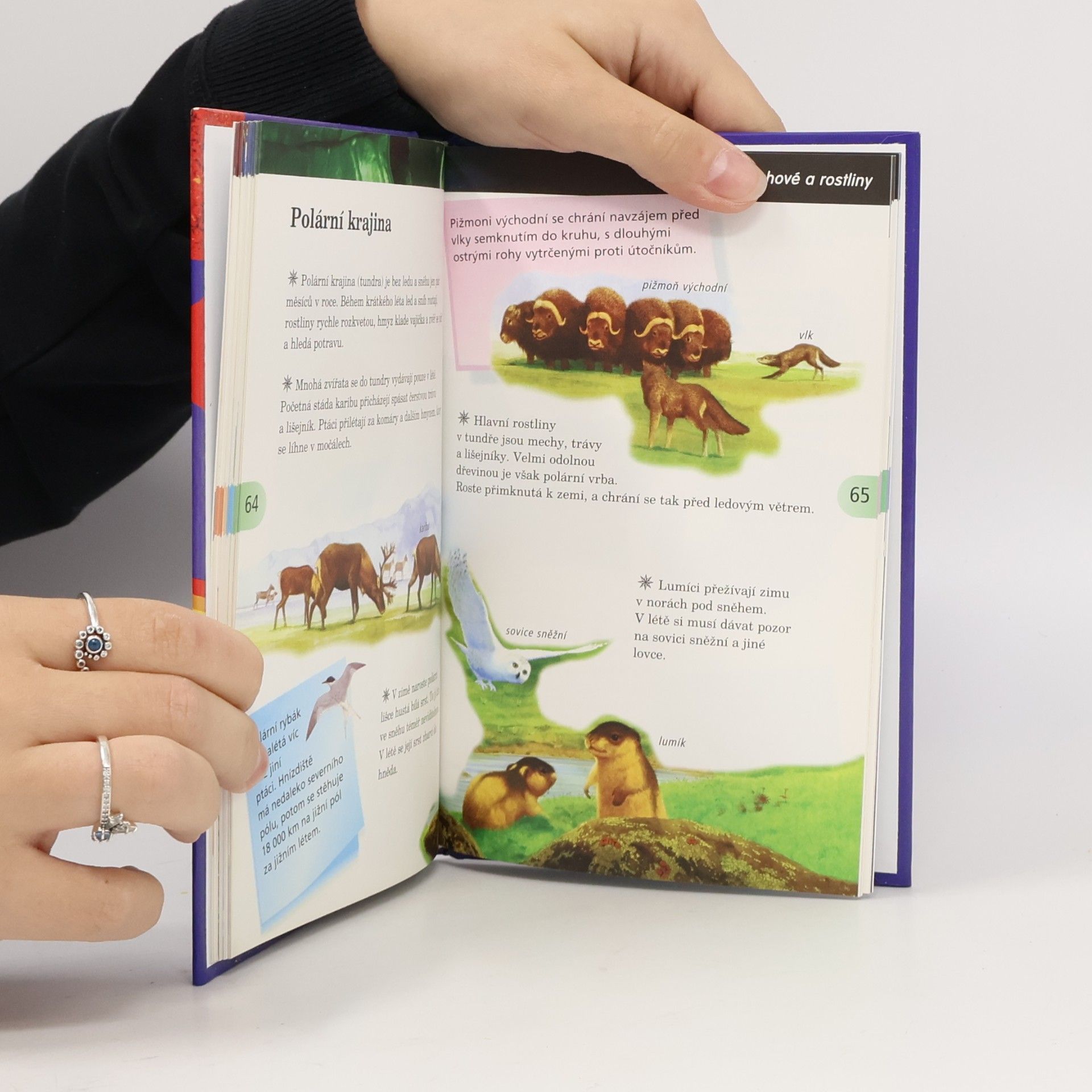 AA.VV. Rozum do batůžku pro (před)školáky: Tisíce informací v malíčku pro děti od čtyř let
