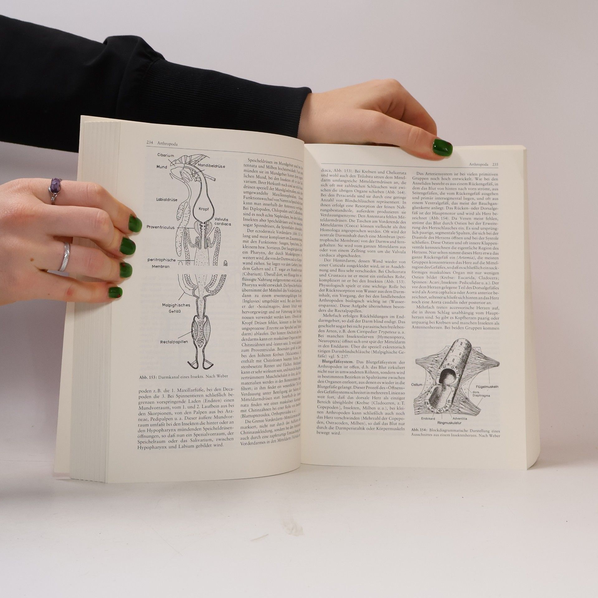 Adolf Remane Systematische Zoologie