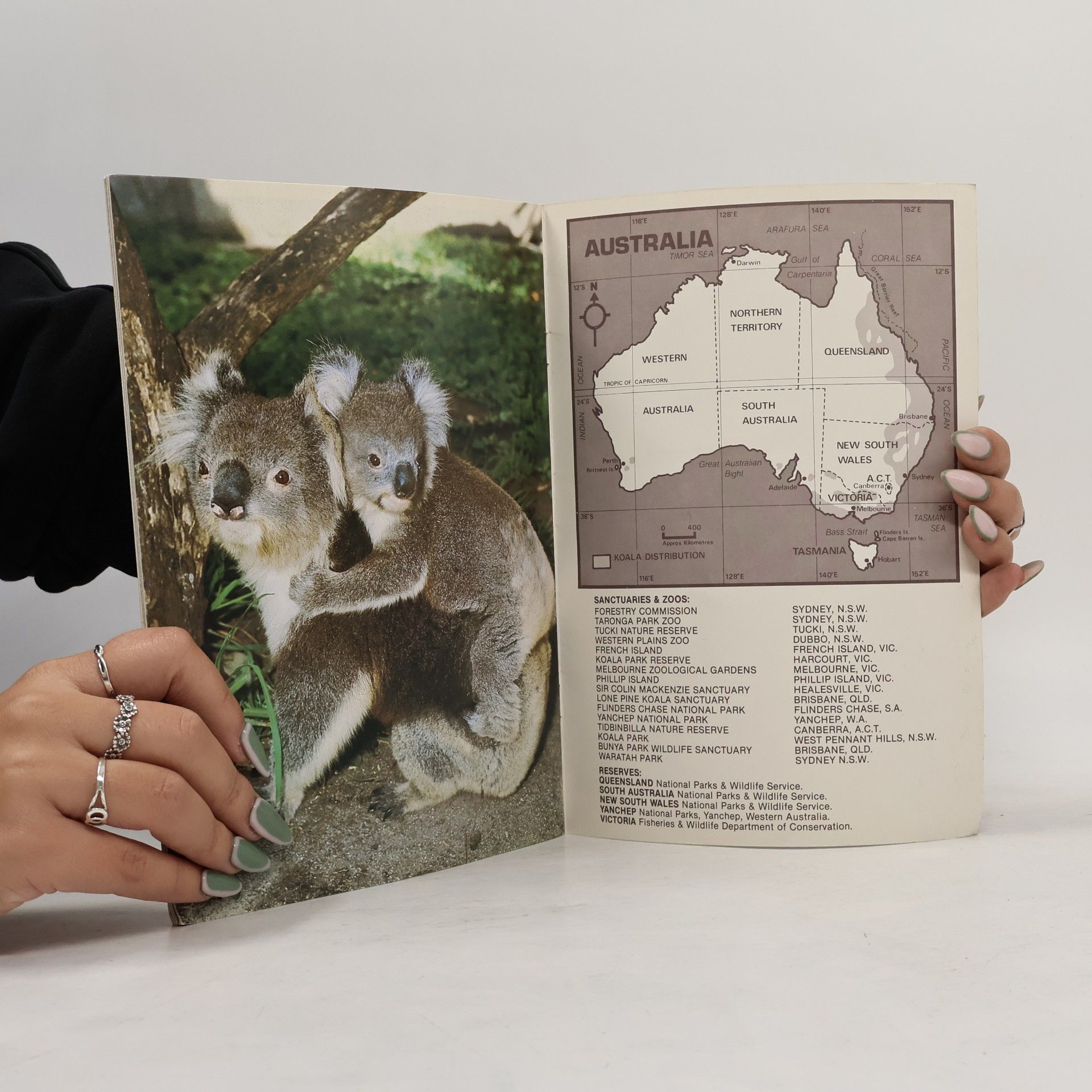 Gary Lewis Australia's Koalas