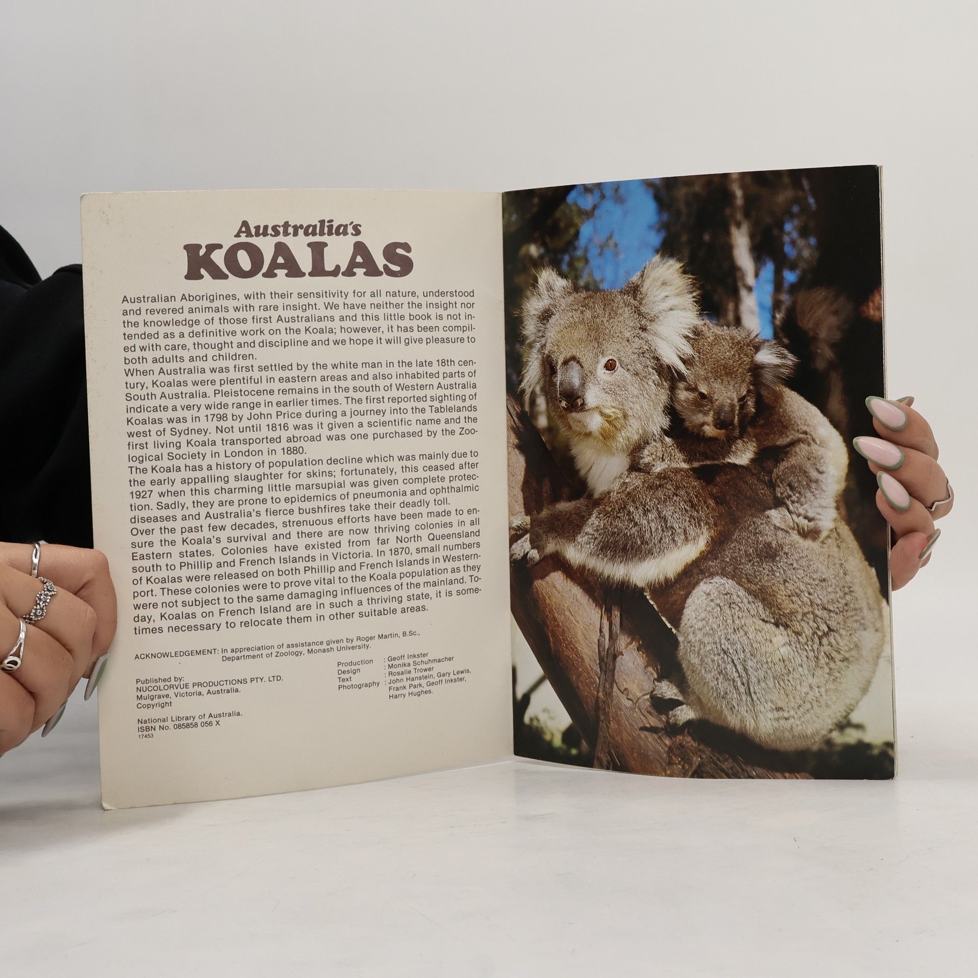 Gary Lewis Australia's Koalas