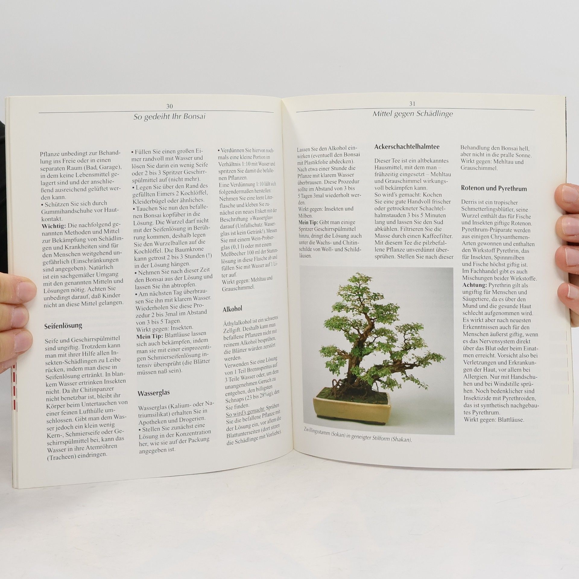 Jochen Pfisterer Zimmer-Bonsai