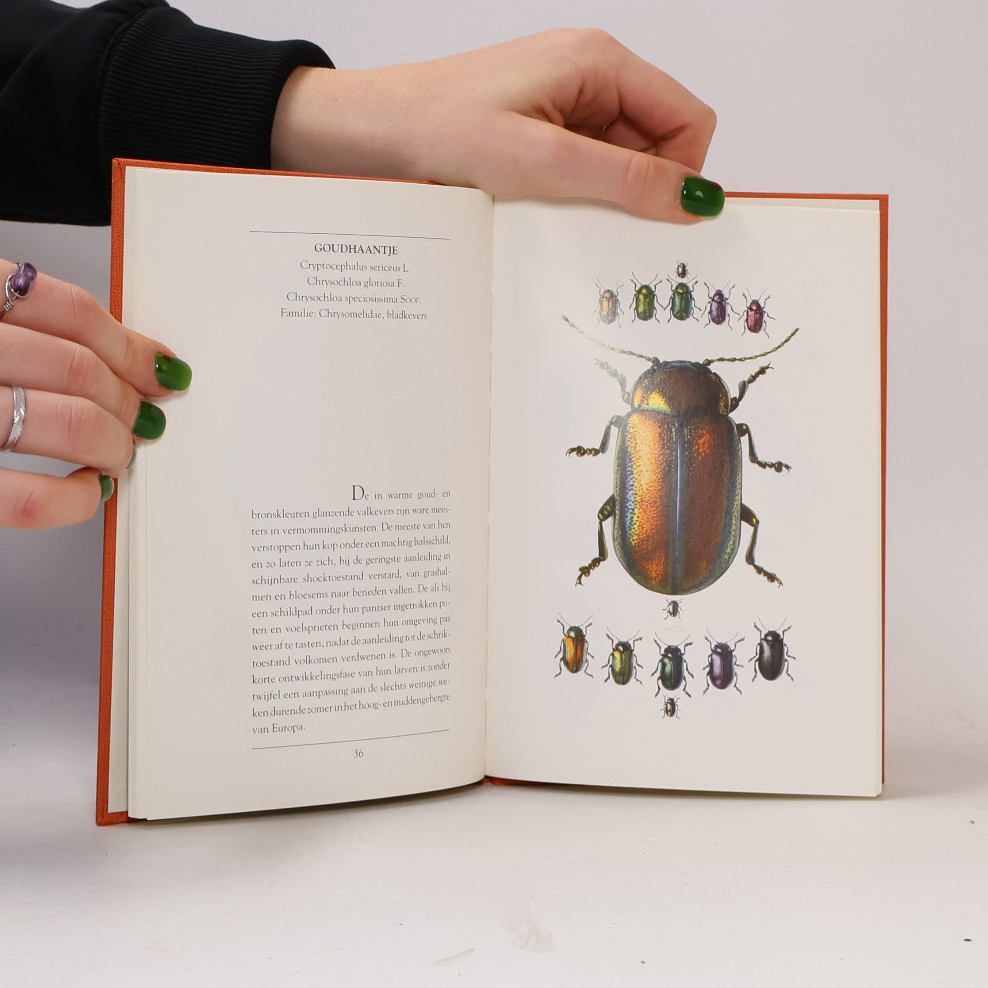 Friedrich Ostenrath Ars Naturalis: Kevers