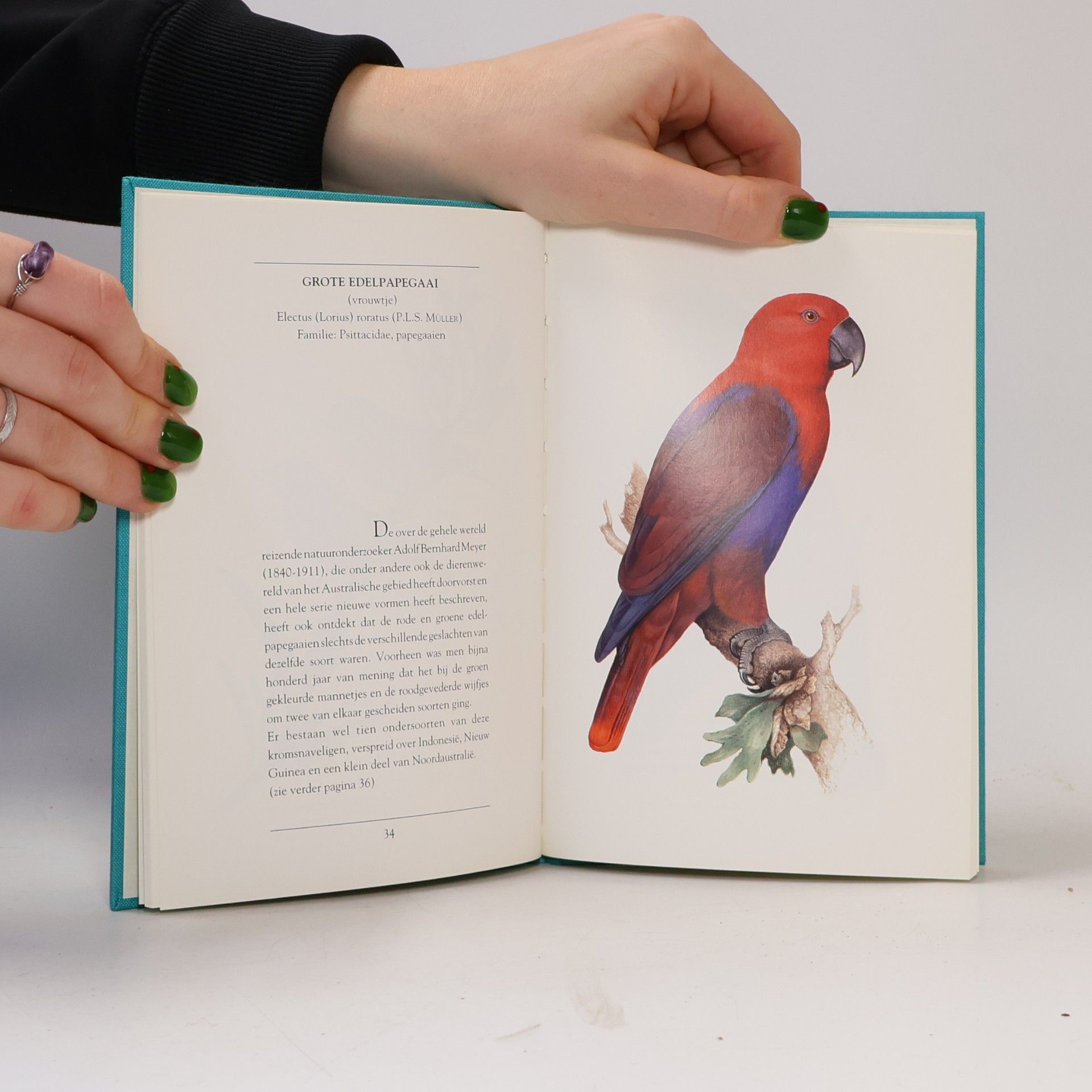 Friedrich Ostenrath Exotische vogels