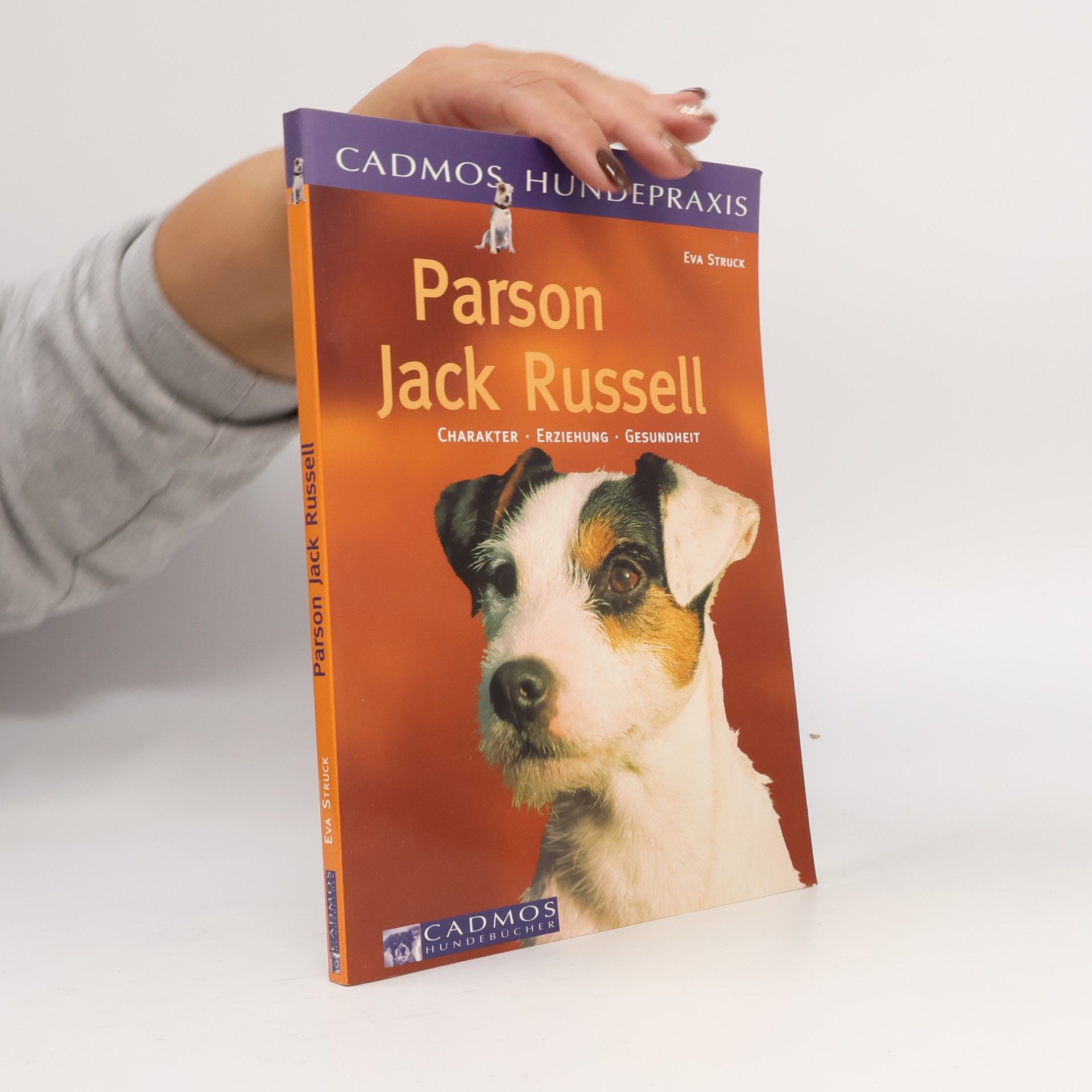 Parson Jack Russell