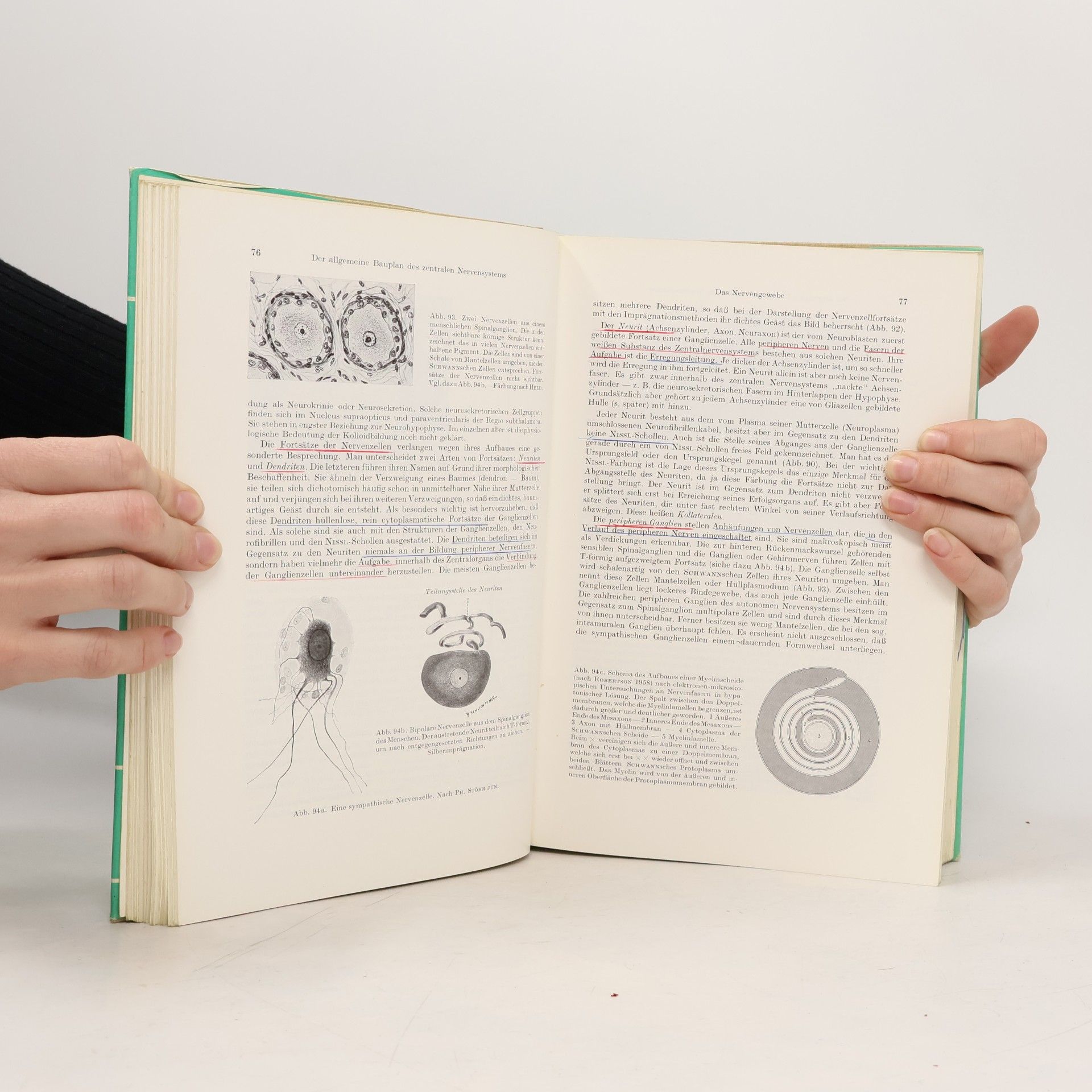 Alfred Benninghoff Lehrbuch der Anatomie des Menschen