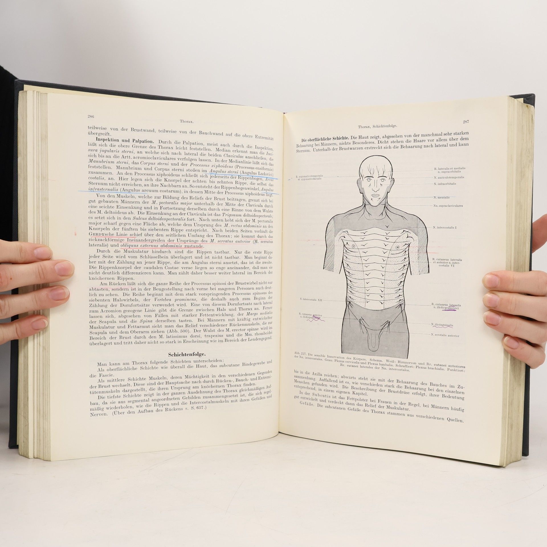 Anton Hafferl Lehrbuch der topographischen Anatomie