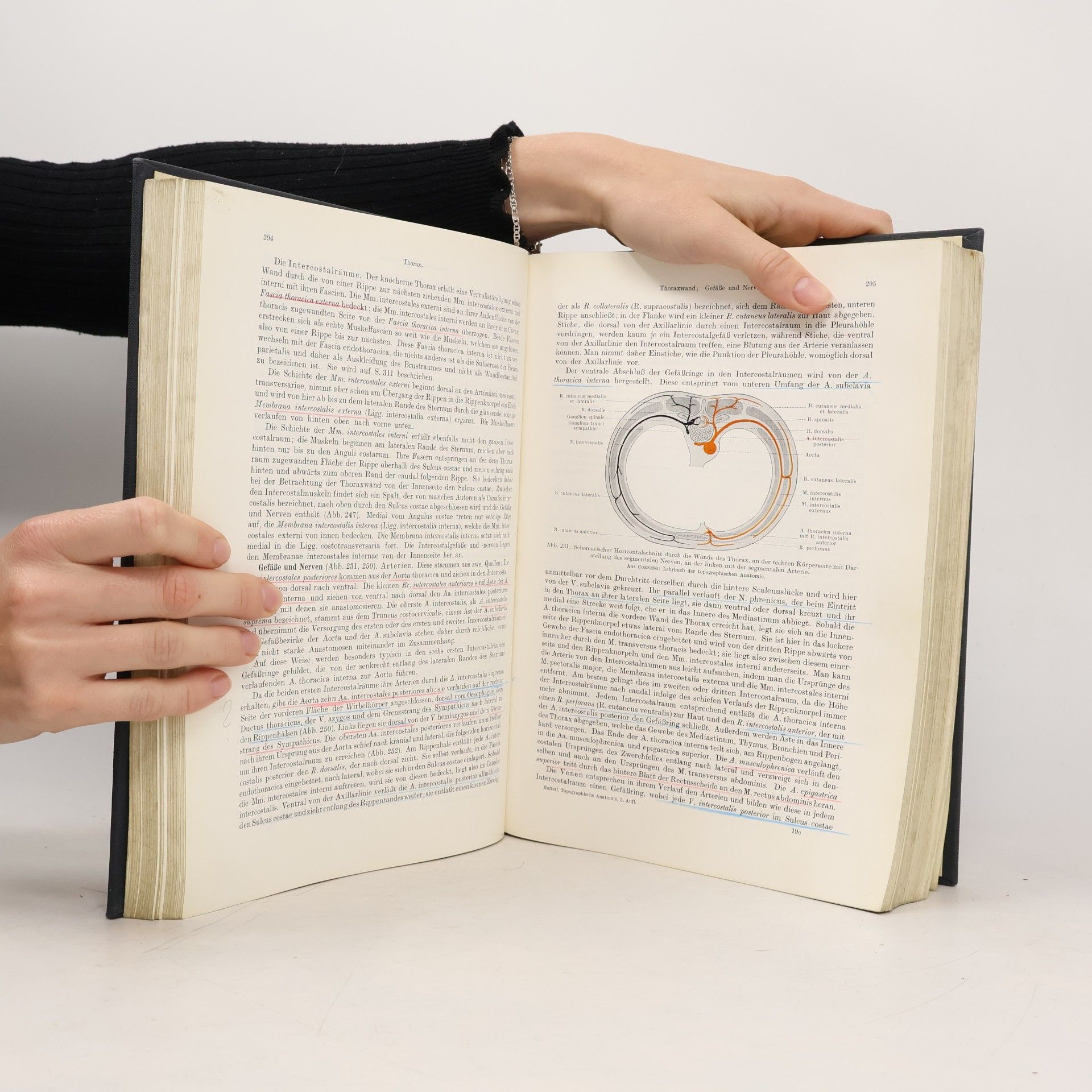 Anton Hafferl Lehrbuch der topographischen Anatomie