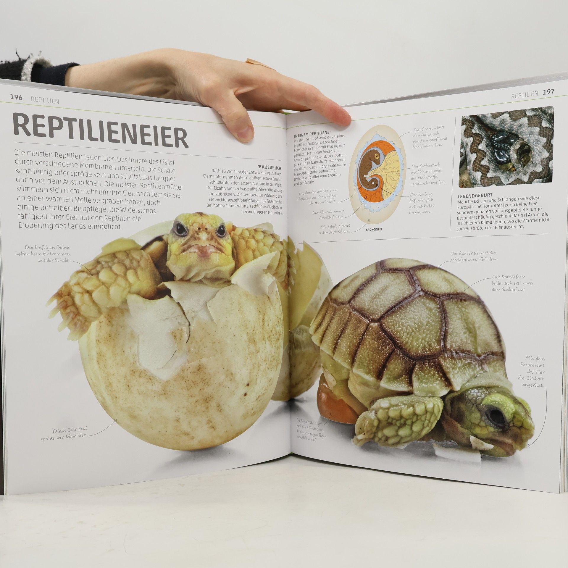 Autorenkollektiv Mega-Wissen. Natur
