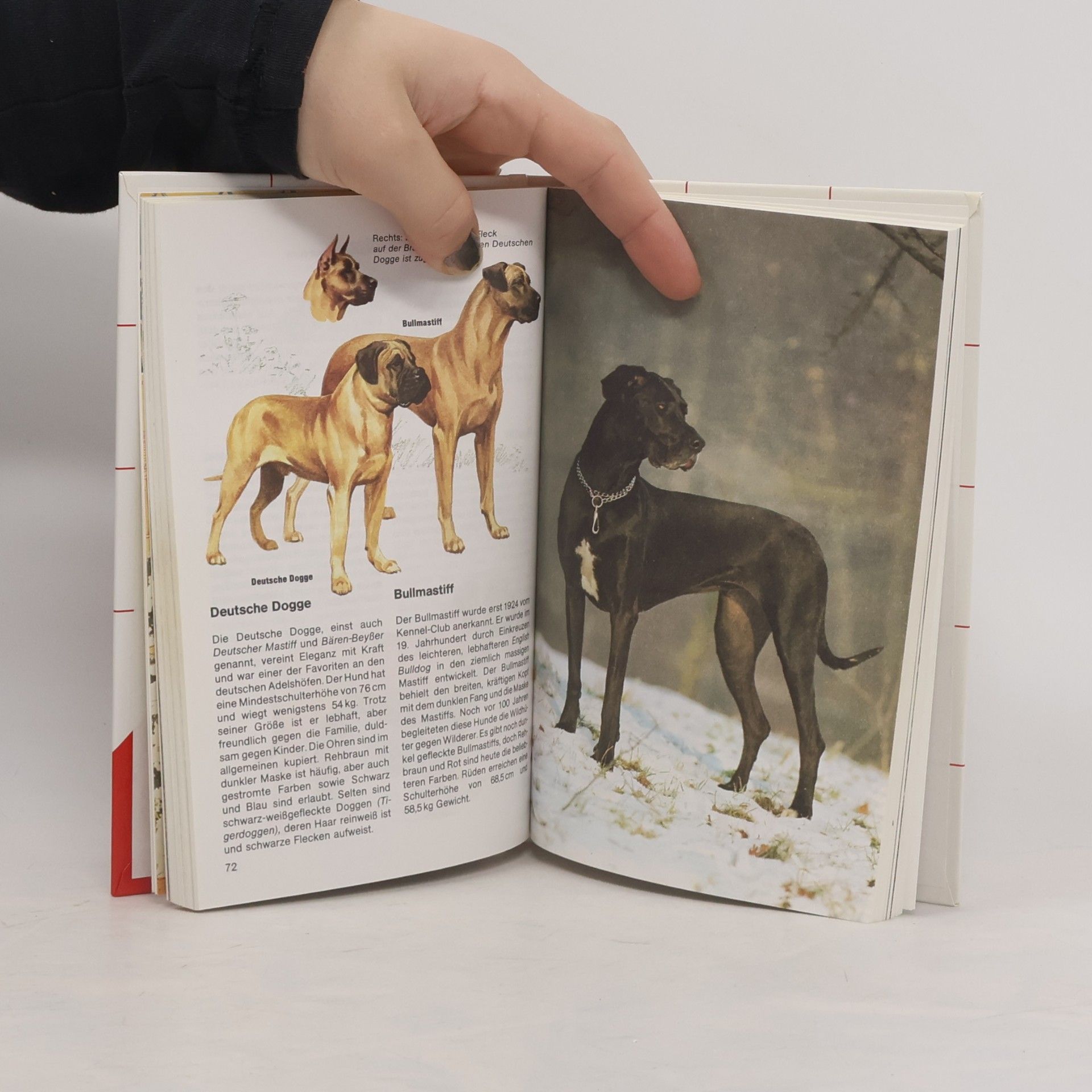 Wendy Boorer Hunde