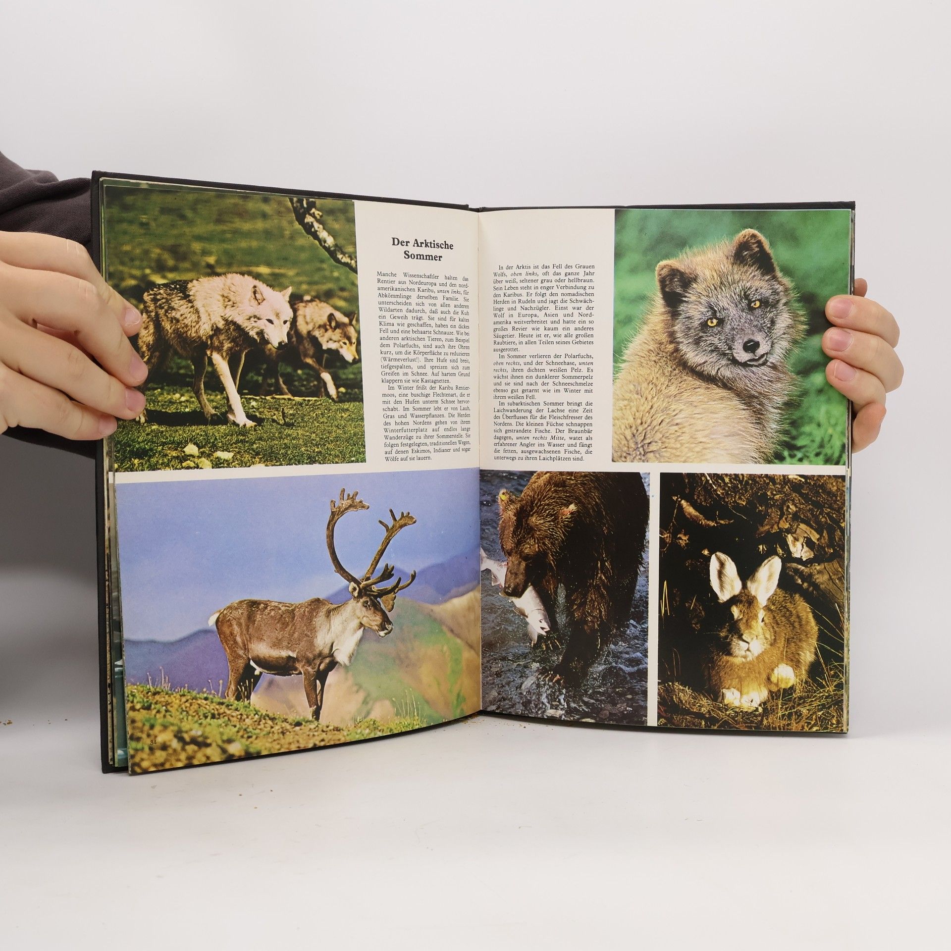 Jane Burton Wildtiere