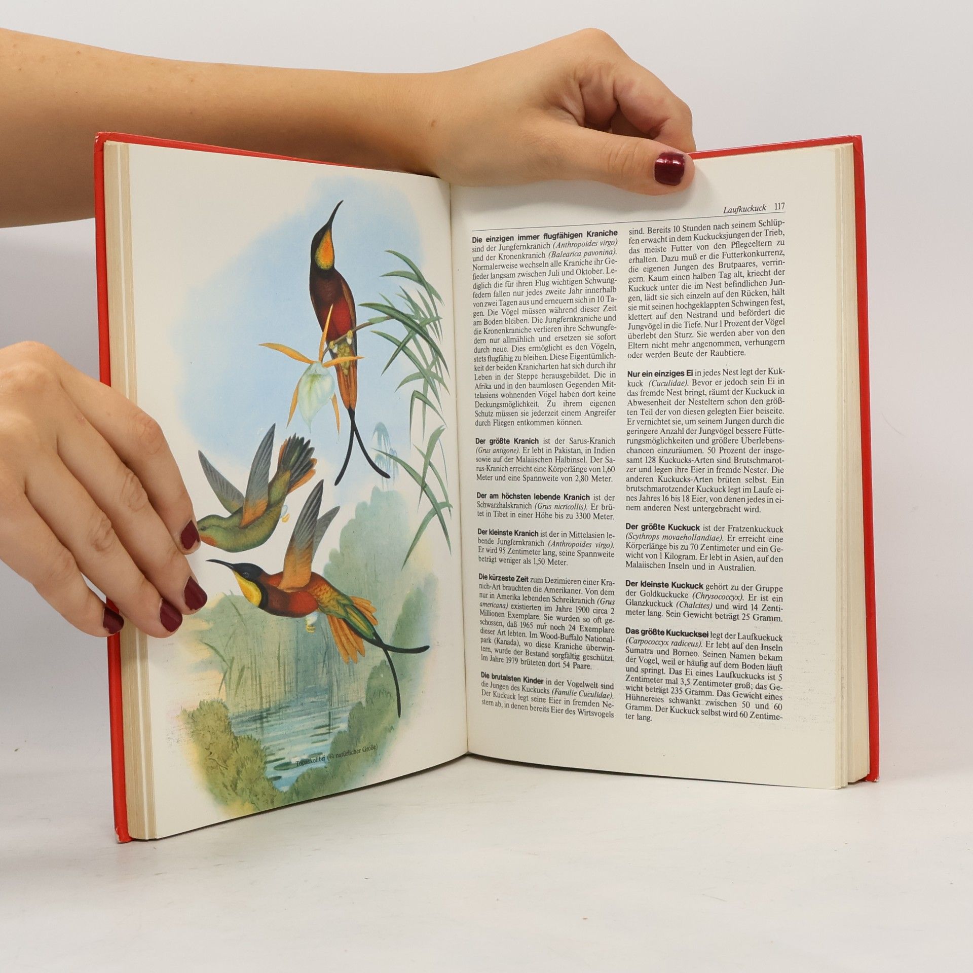 Daniel Mann Superlative der Tierwelt