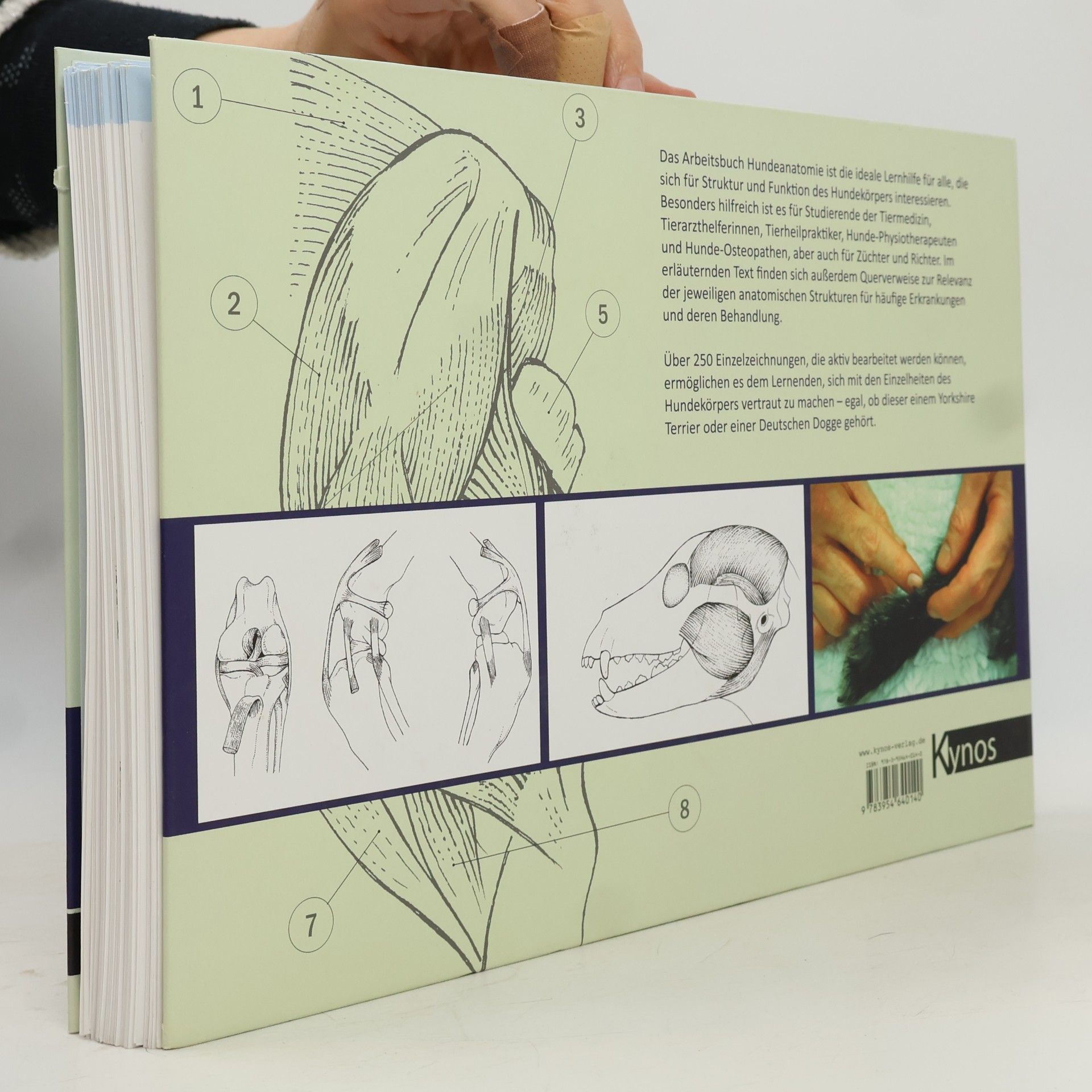 Maggie Raynor Arbeitsbuch Hundeanatomie