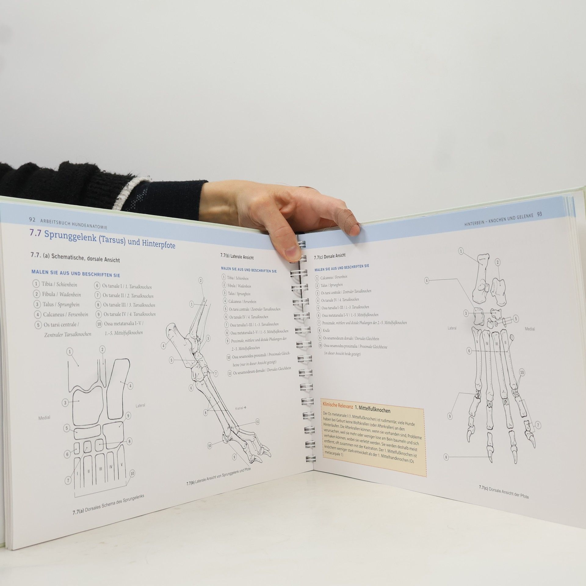 Maggie Raynor Arbeitsbuch Hundeanatomie