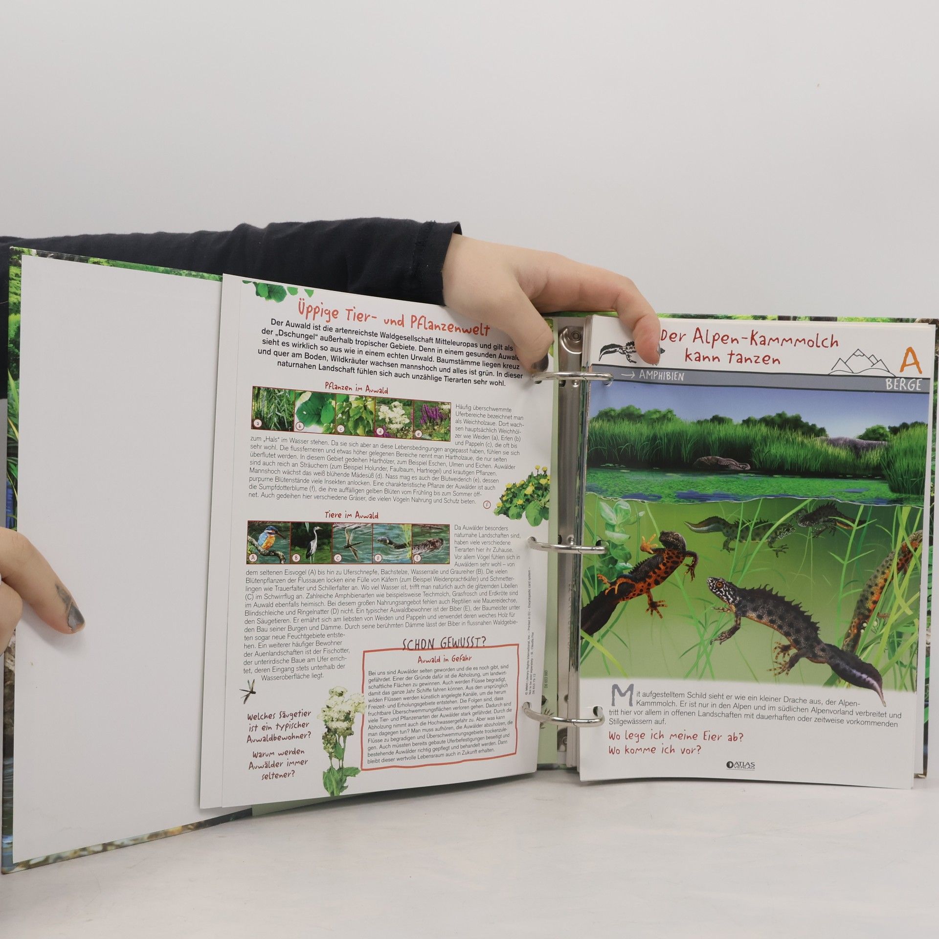 Benoit Charles Encyclopedic Card System