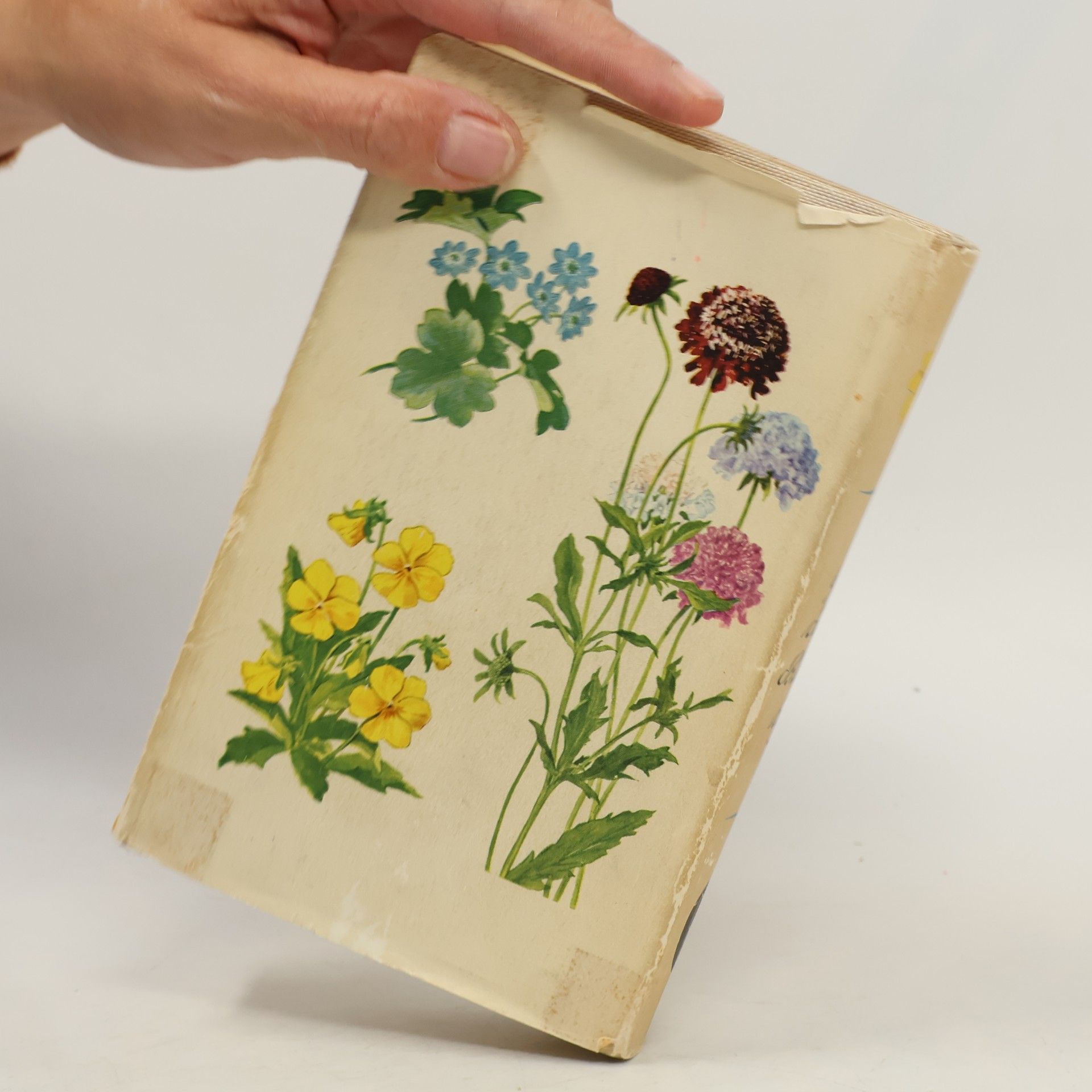 Verner Hancke Das bunte Blumenbuch