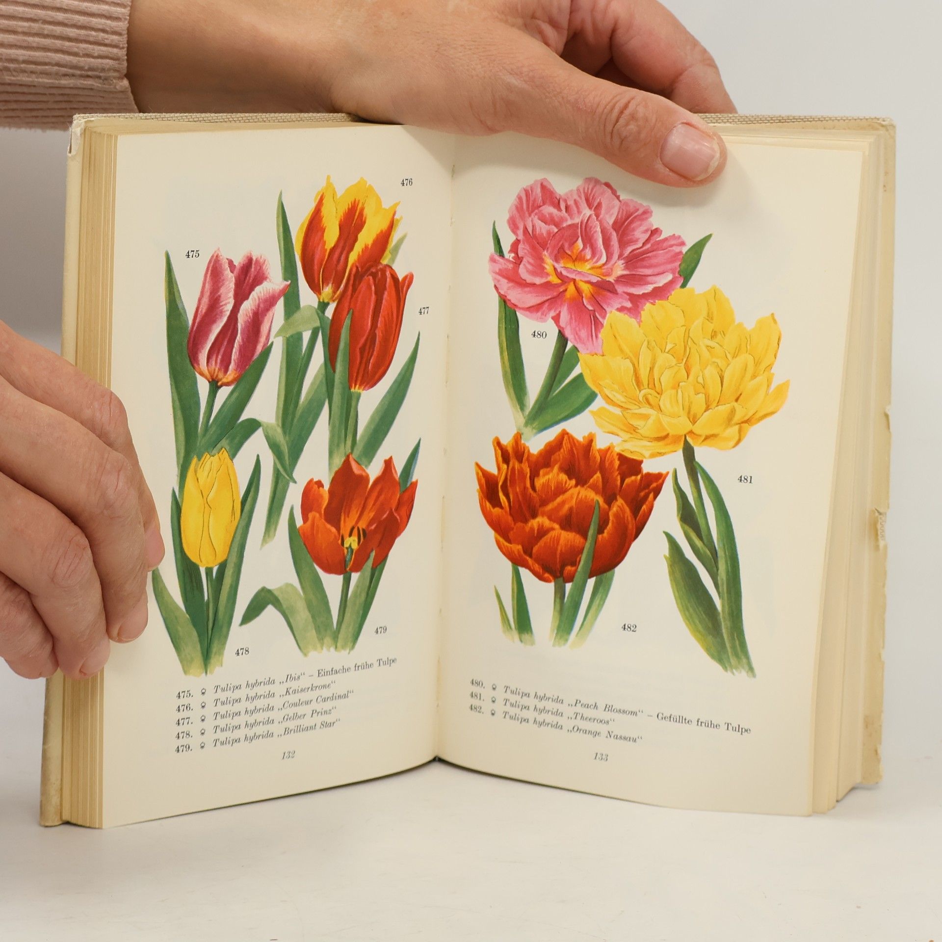 Verner Hancke Das bunte Blumenbuch