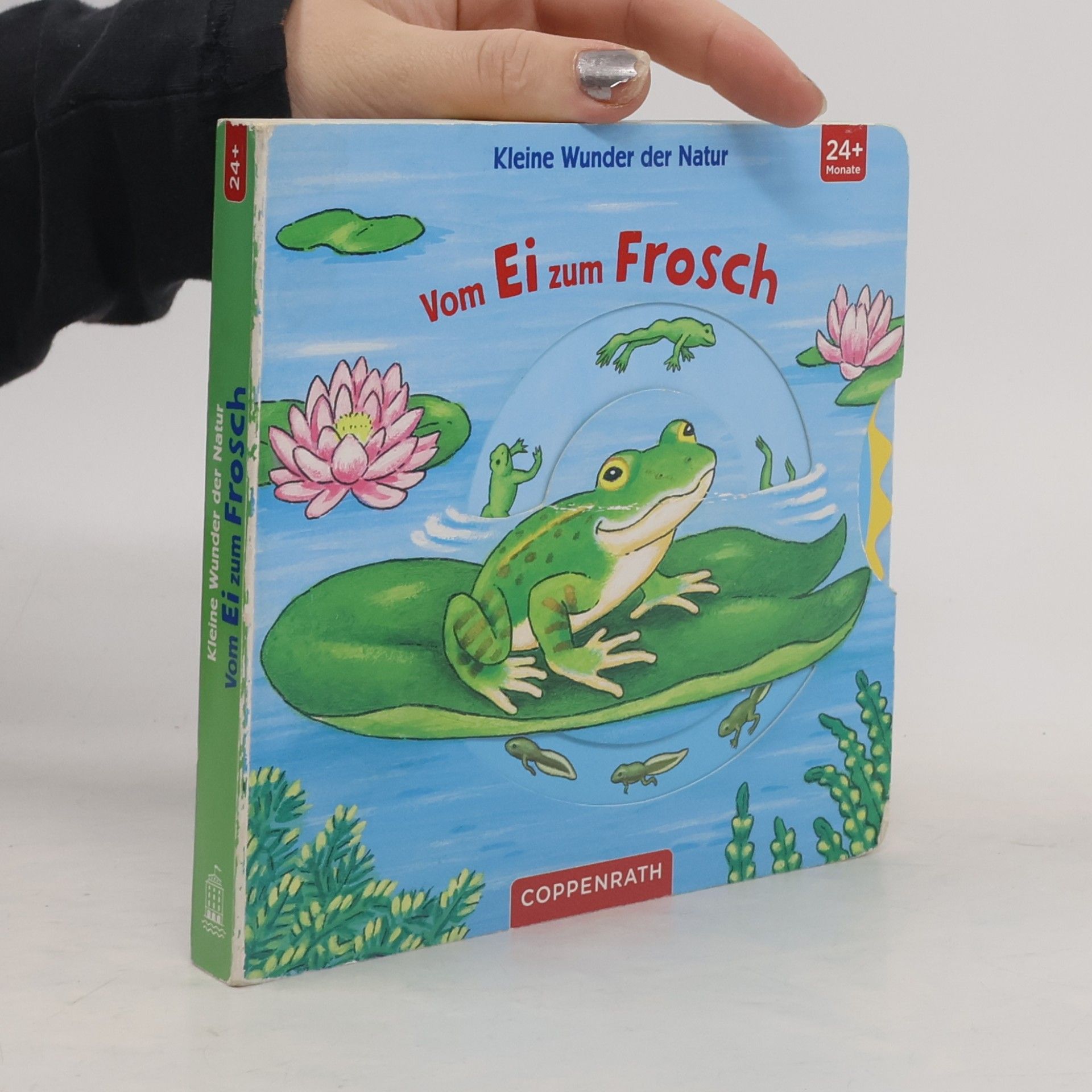 Vom Ei zum Frosch