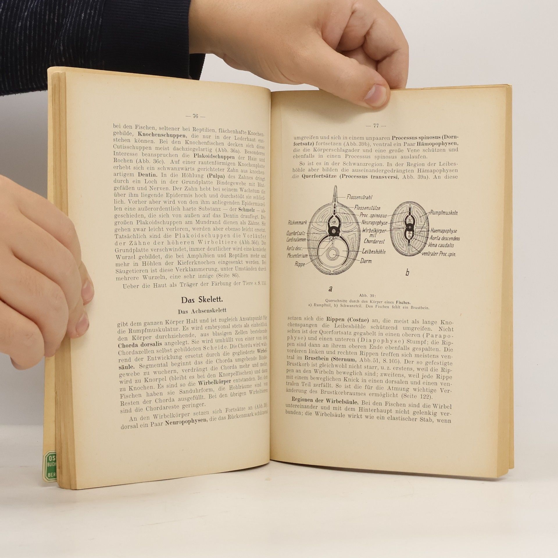 W. Tackmann Repetitorium der Zoologie