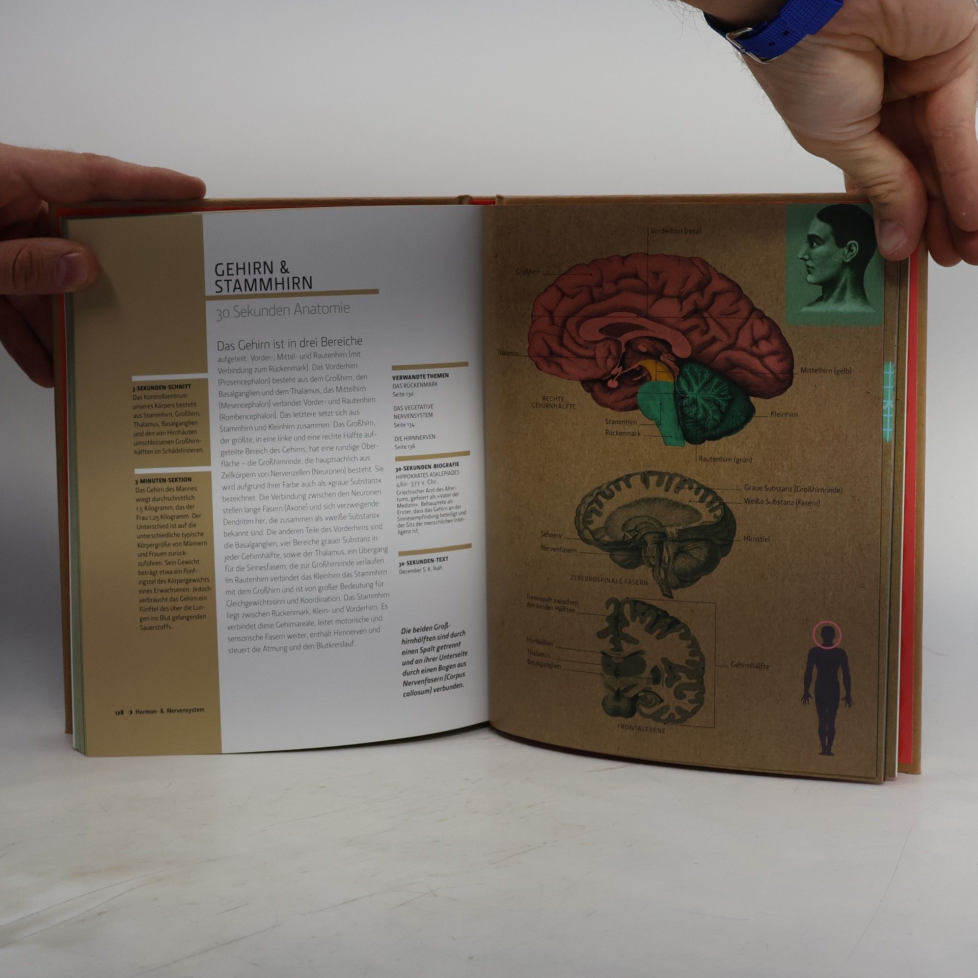 Gabrielle M. Finn Anatomie in 30 Sekunden