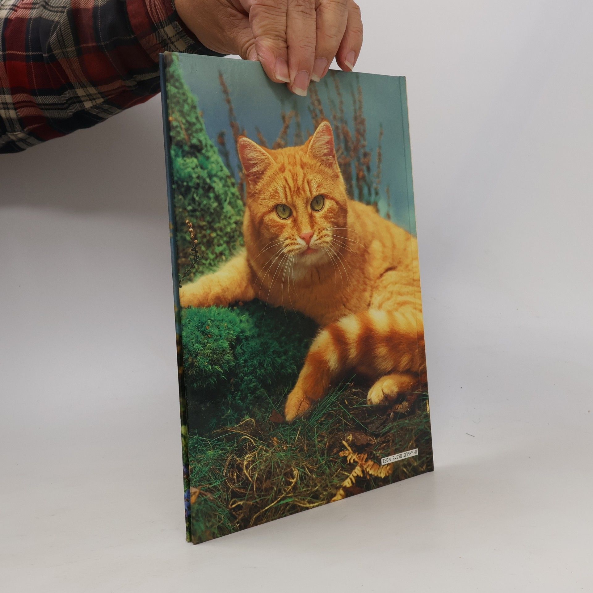 Peggy Wratten Katzen