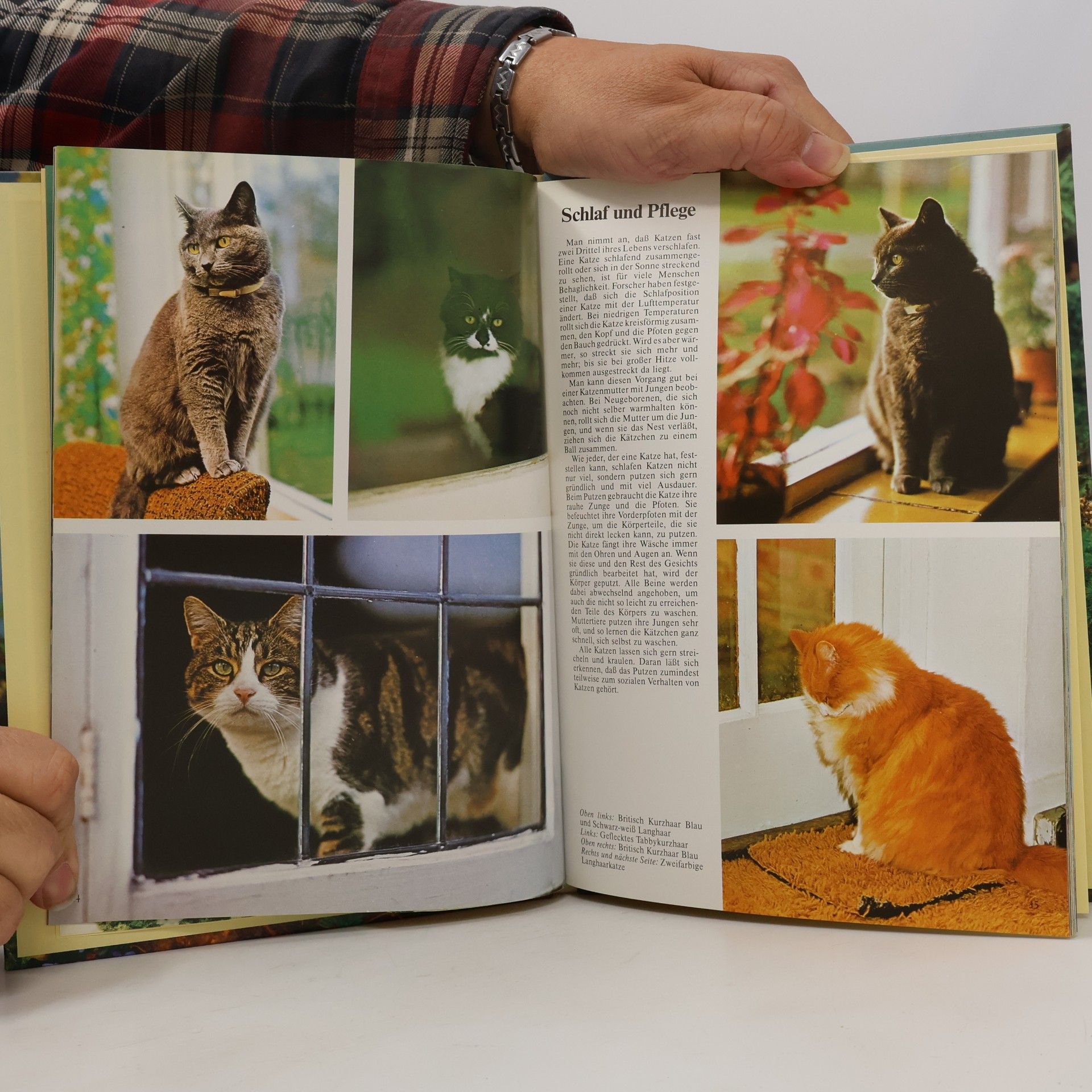Peggy Wratten Katzen