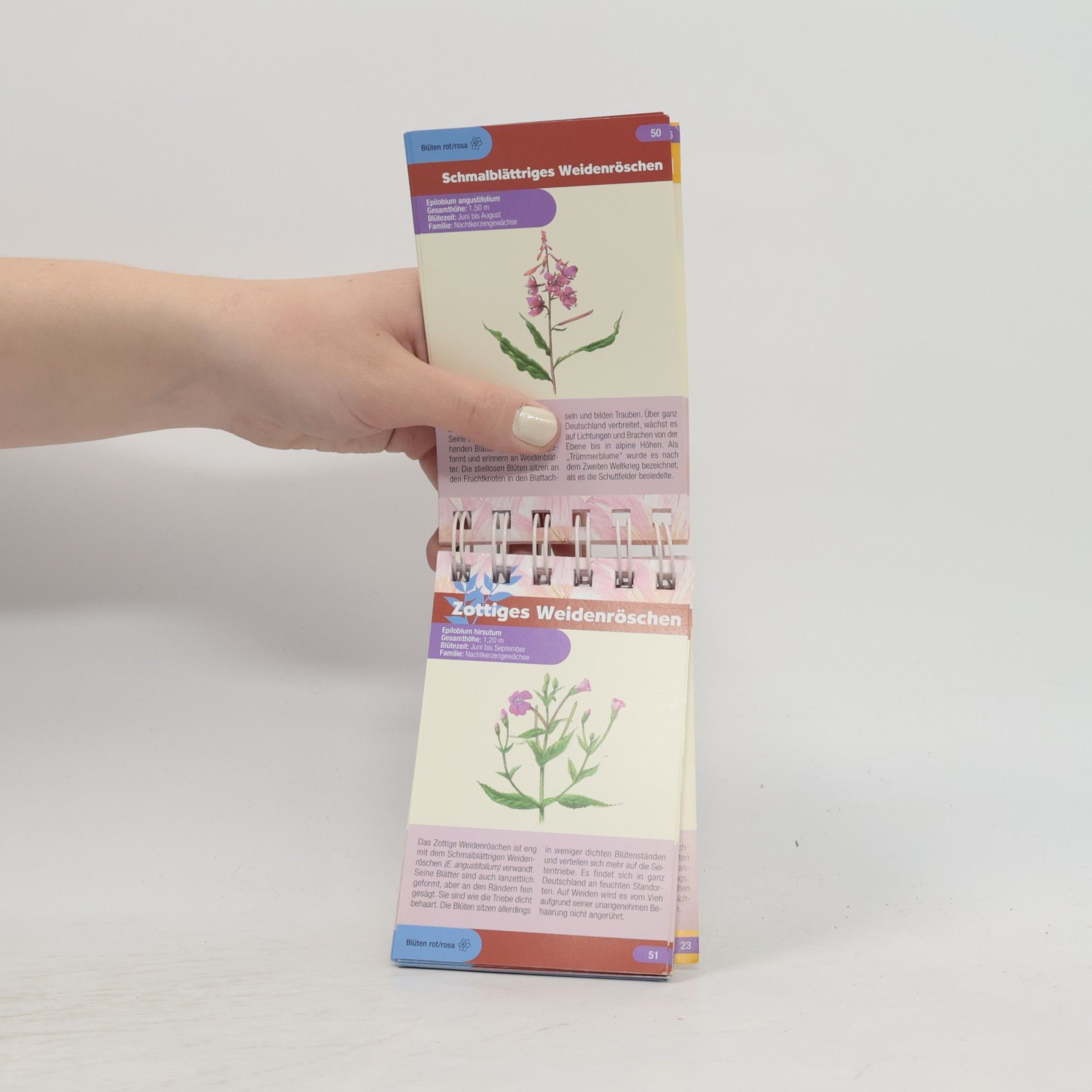 Kolektiv autorů Wildblumen und Kräuter entdecken und bestimmen
