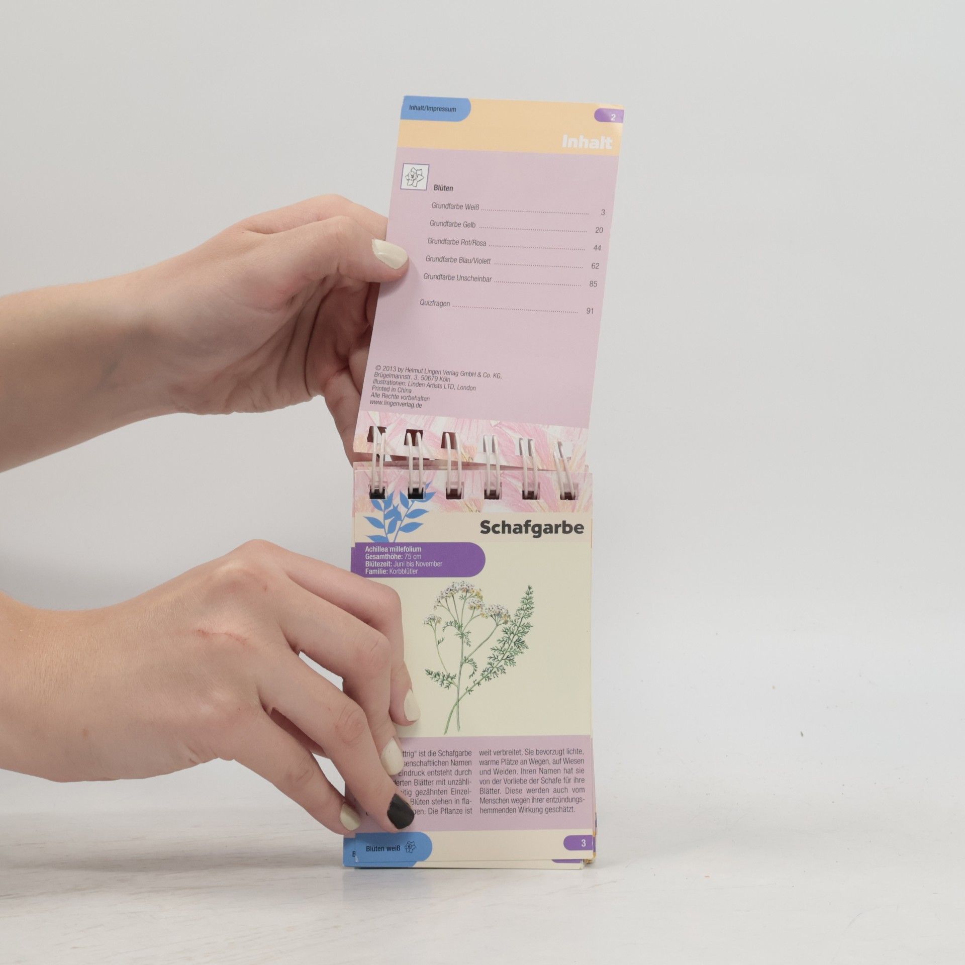 Kolektiv autorů Wildblumen und Kräuter entdecken und bestimmen