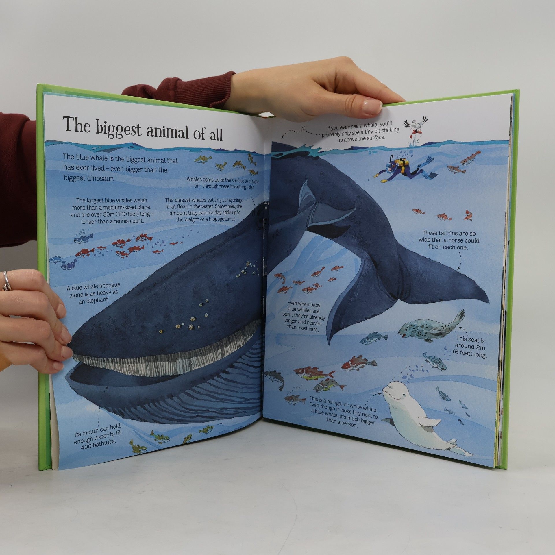 Autorenkollektiv Big Book of Big Animals