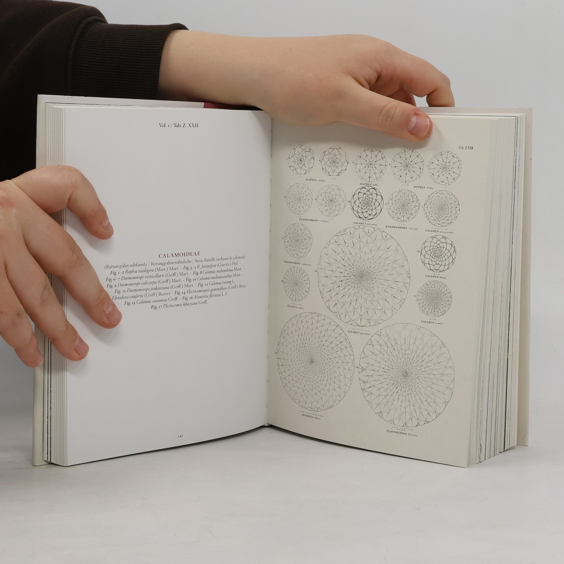 Various authors The book of palms - Das Buch der Palmen - Le livre des palmiers
