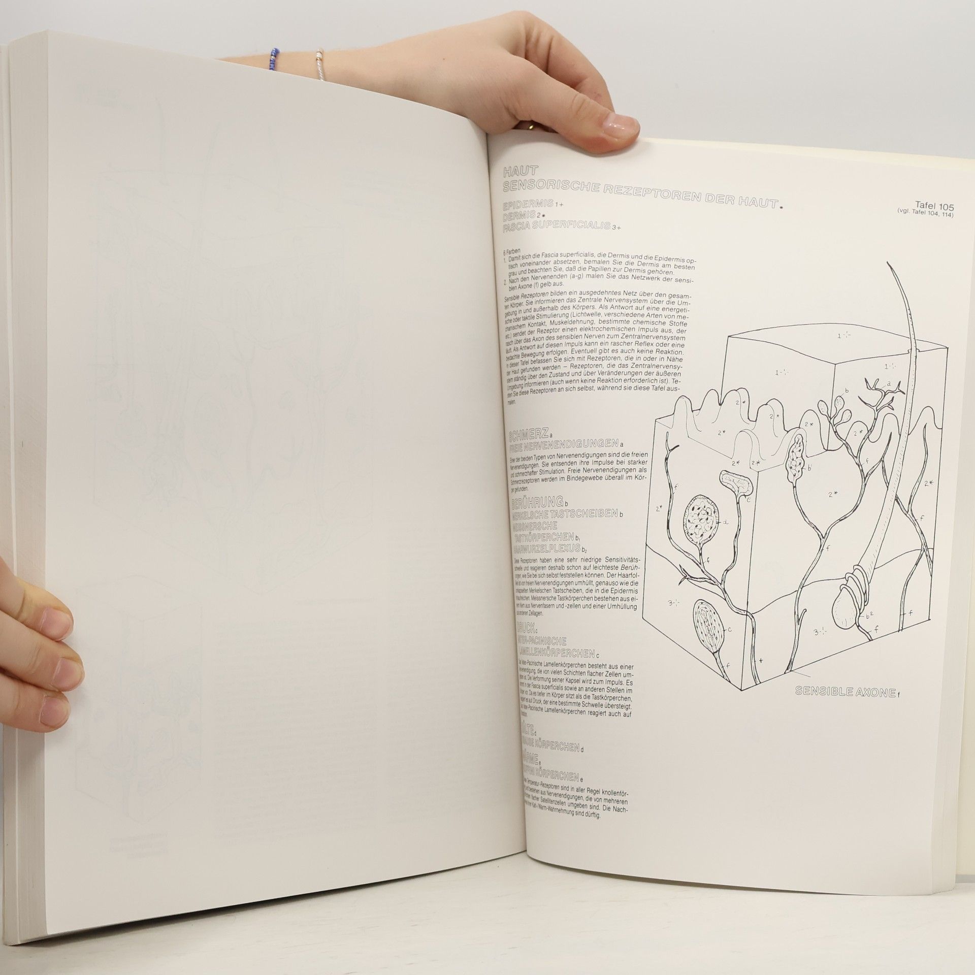 Lawrence M. Elson Anatomie-Malatlas