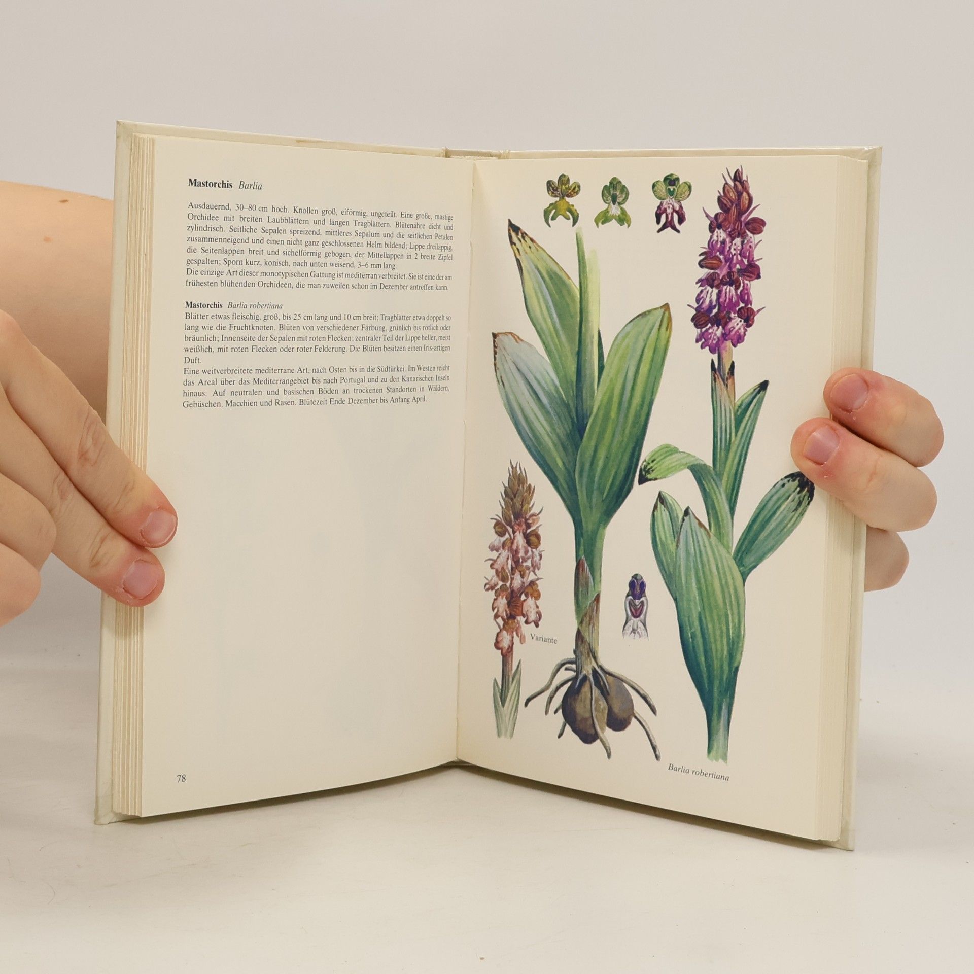 John George Williams Orchideen Europas