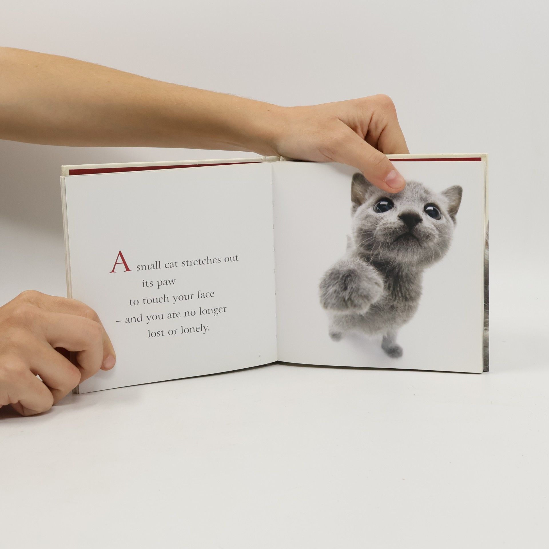 Helen Exley Utterly Gorgeous Cats