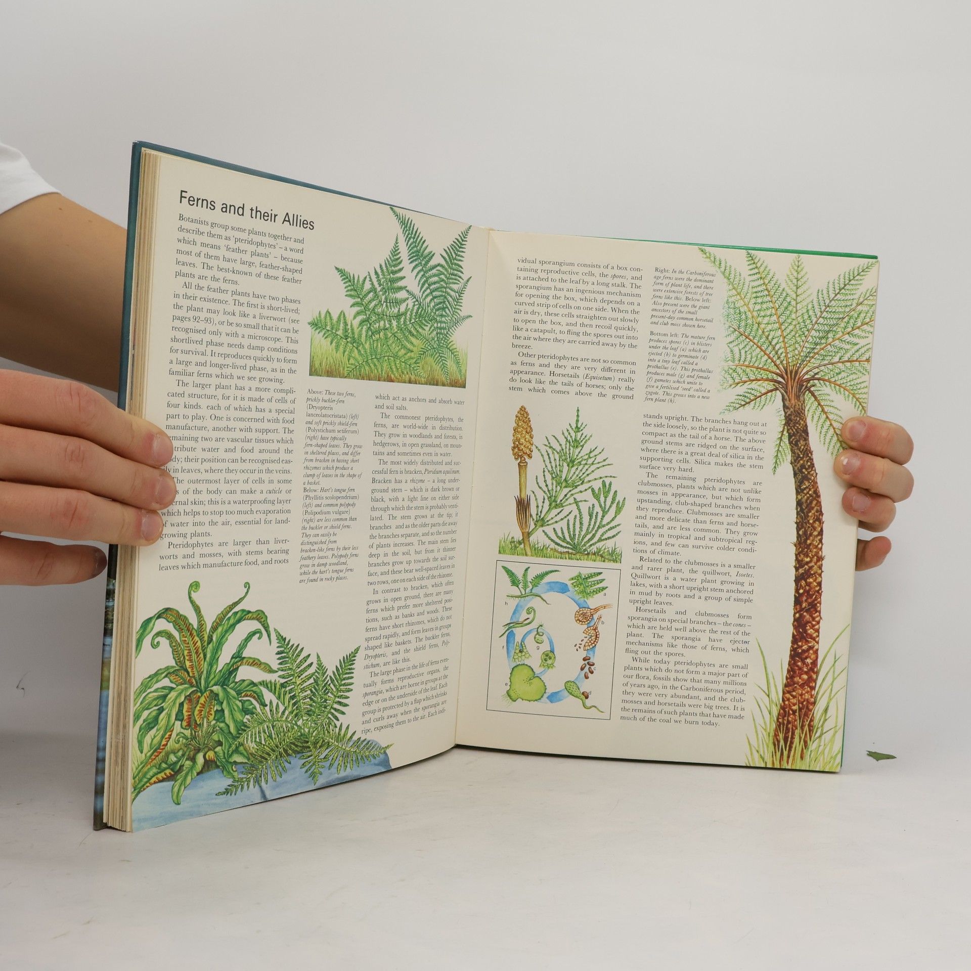 Joyce Pope Encyclopedia of Natural History
