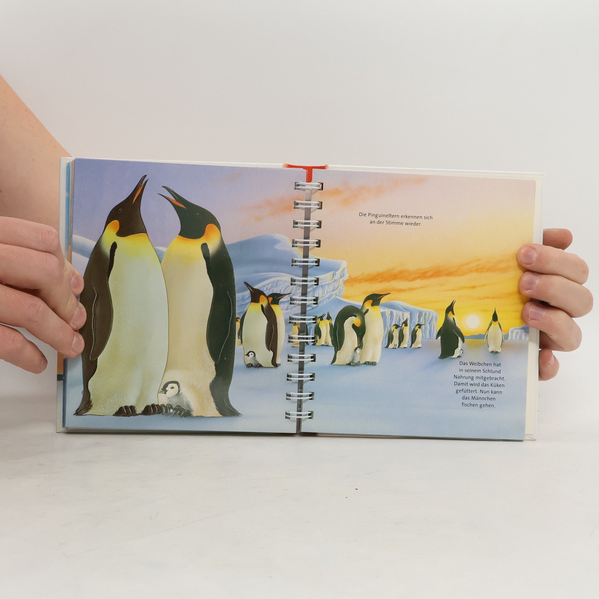 Rene Mettler Der Pinguin