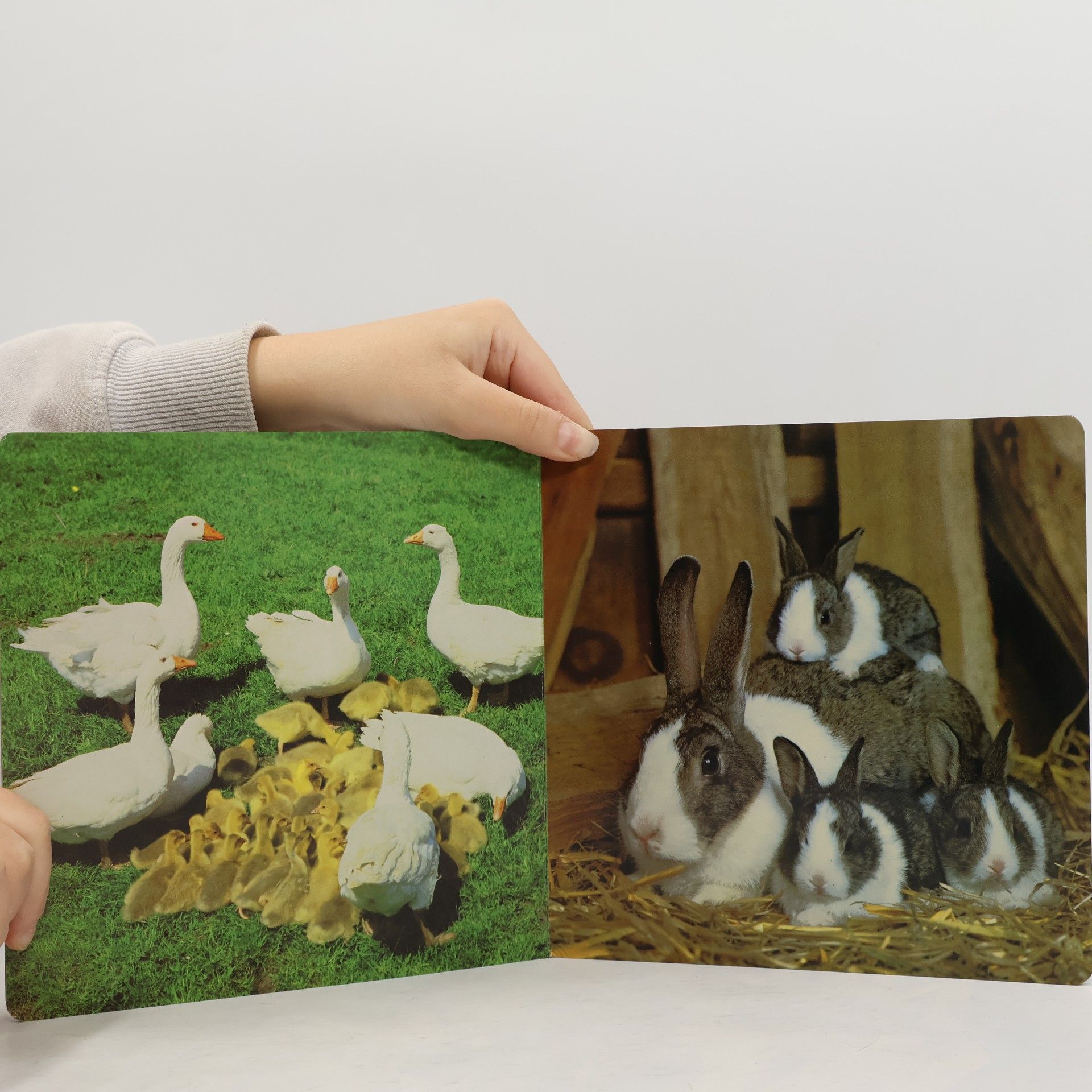 Rolf Hinz Stolze Tiermütter und ihre Kinder
