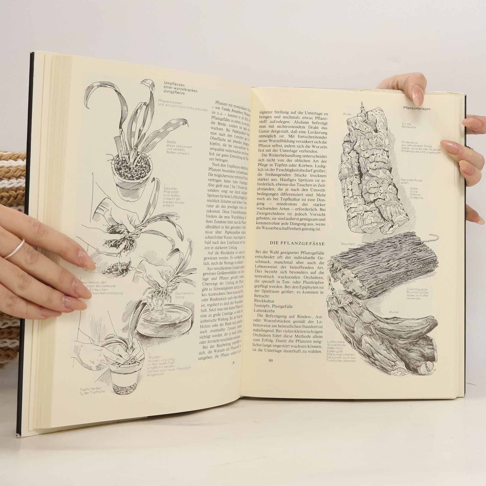 Walter Richter Orchideen : Pflegen, vermehren, züchten