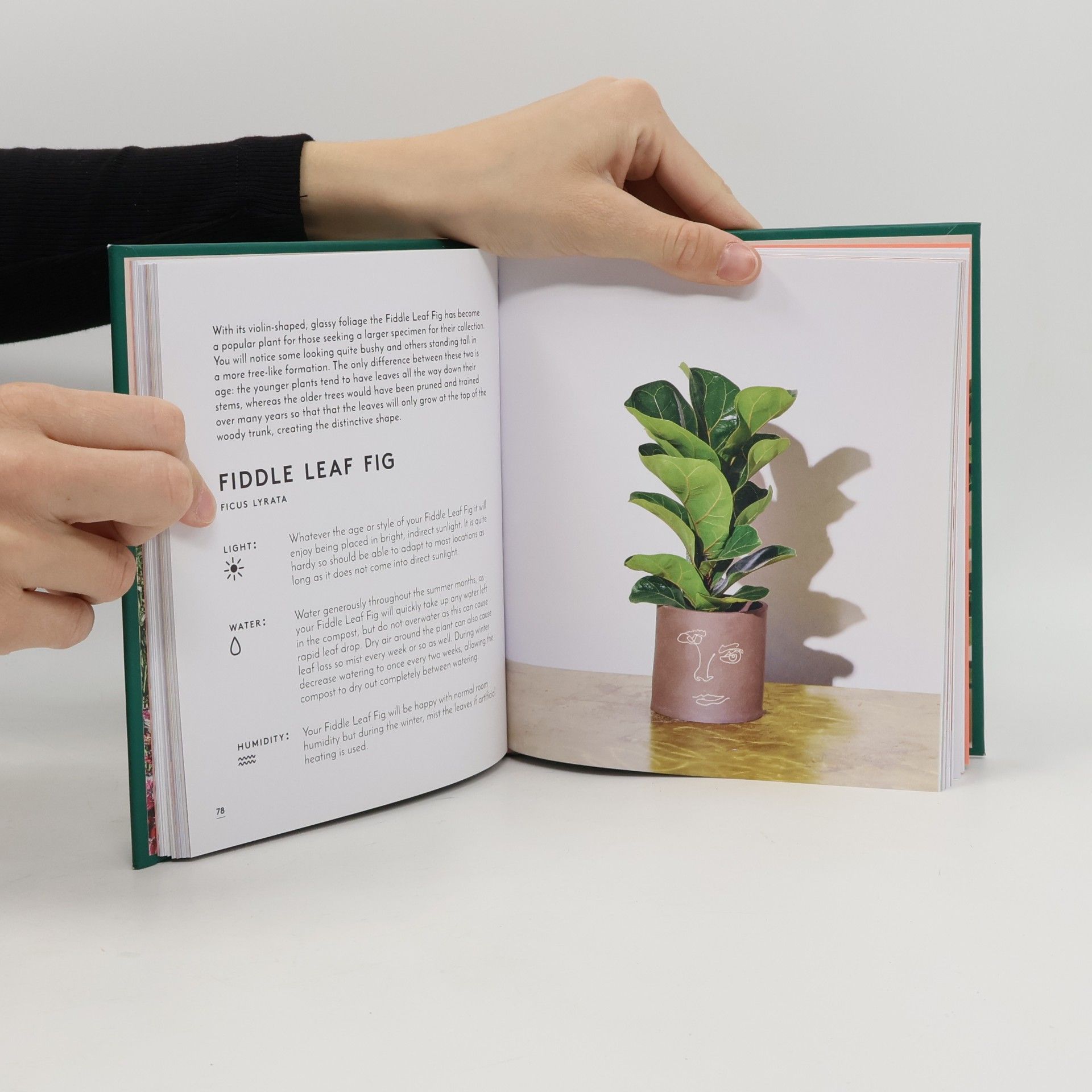 Emma Sibley The Little Book of House Plants and Other Greenery